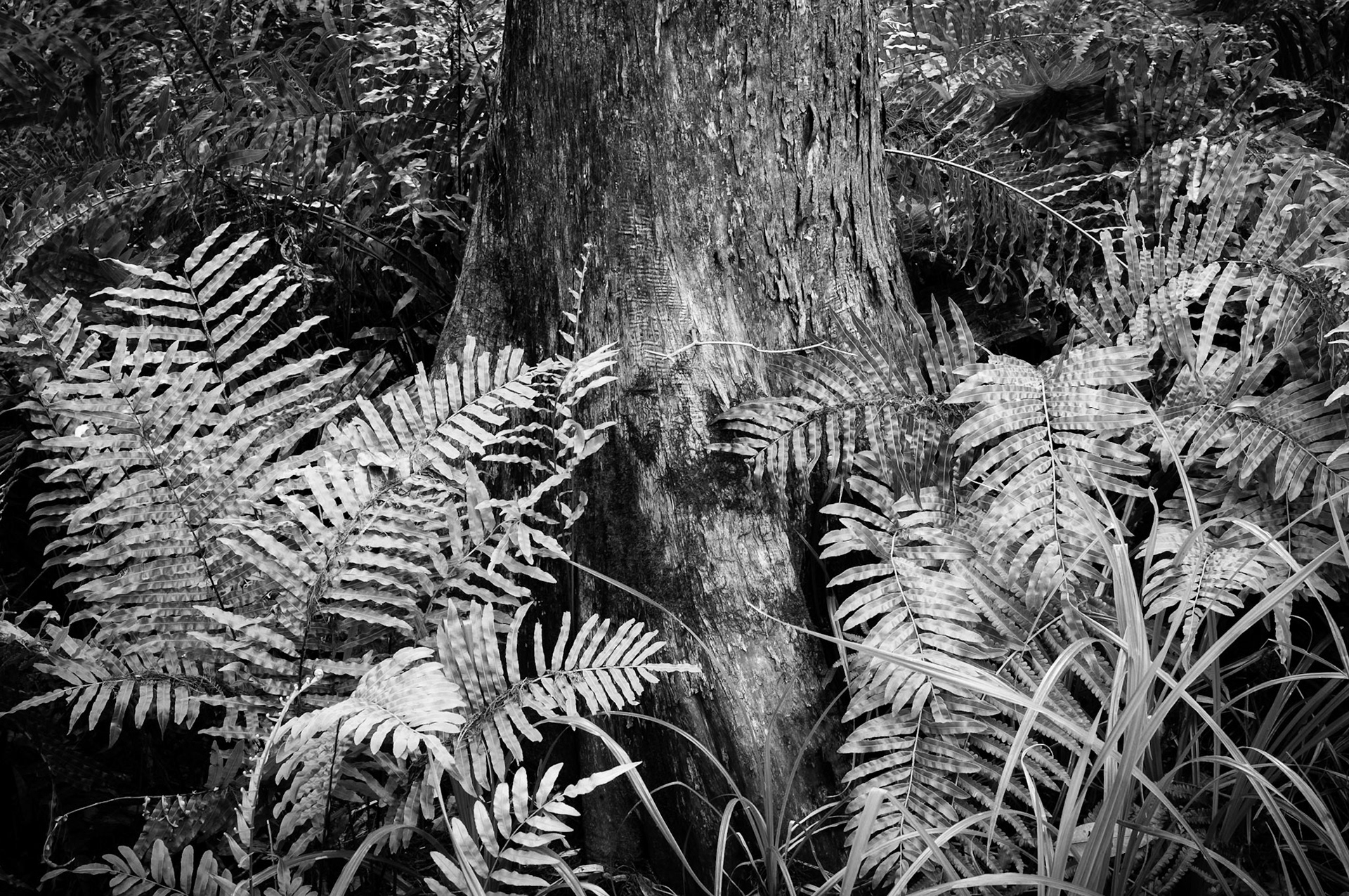 Cypress Swamp Trail