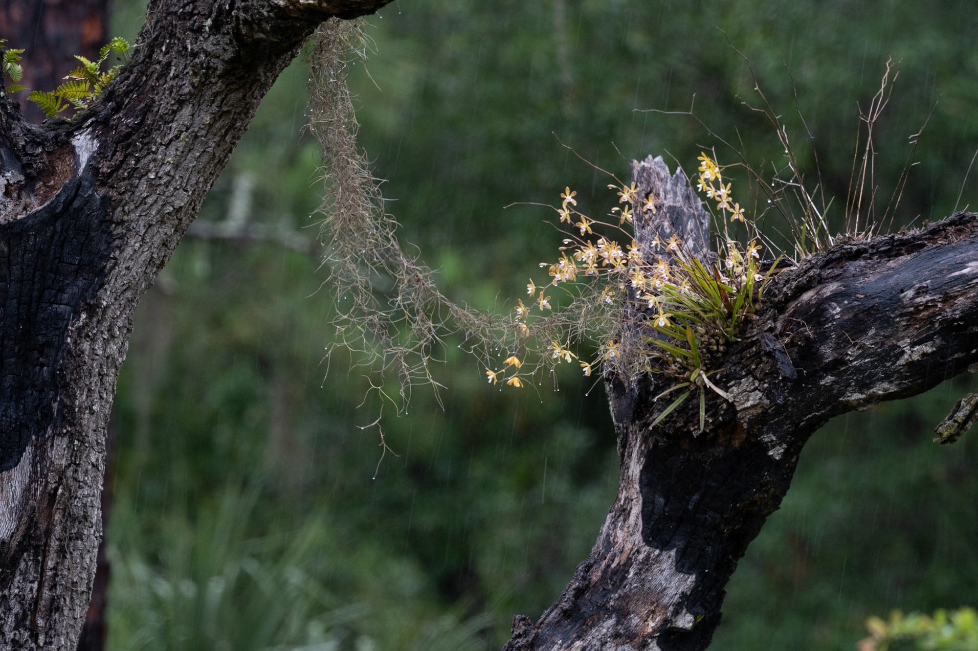 Encyclia Tampensis