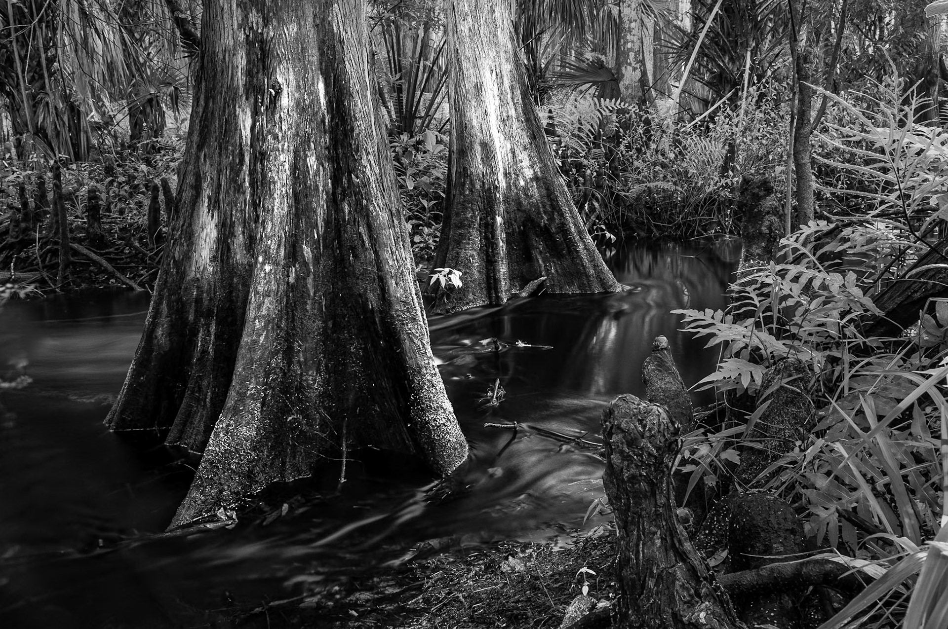 Charlie Creek #2