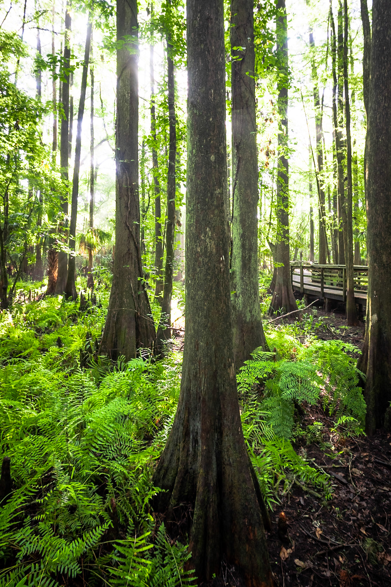 Cypress Swamp Trail