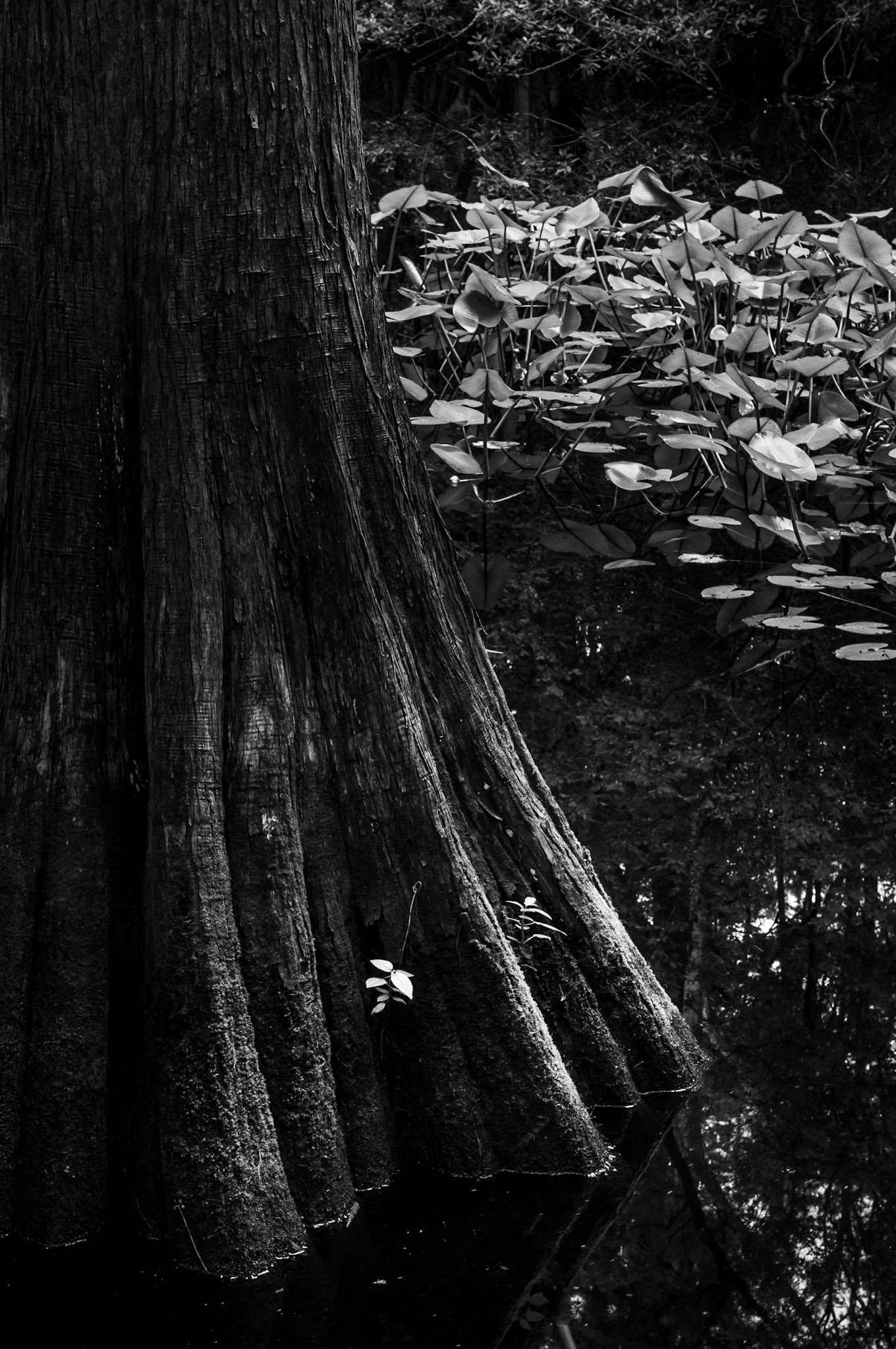 Swamp Hammock Trail #2