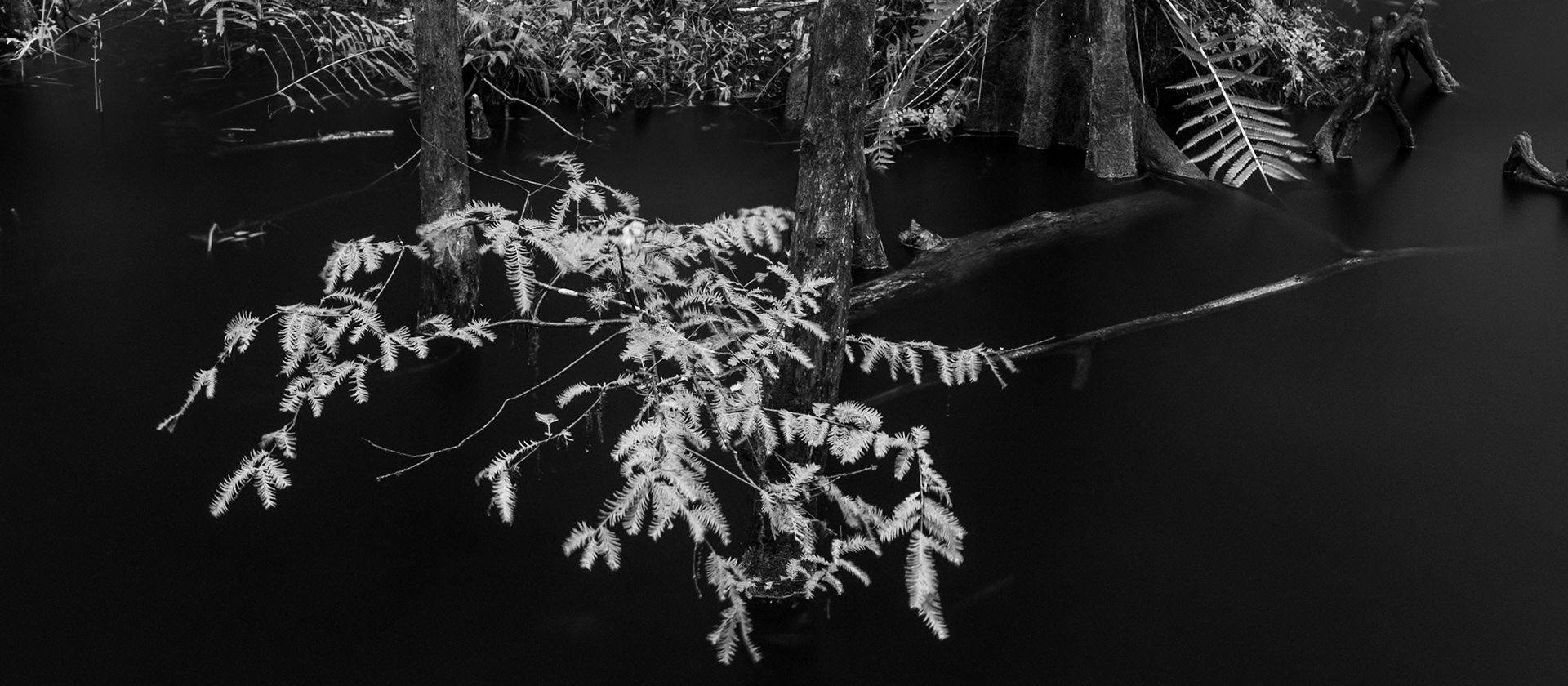 Cypress Needles