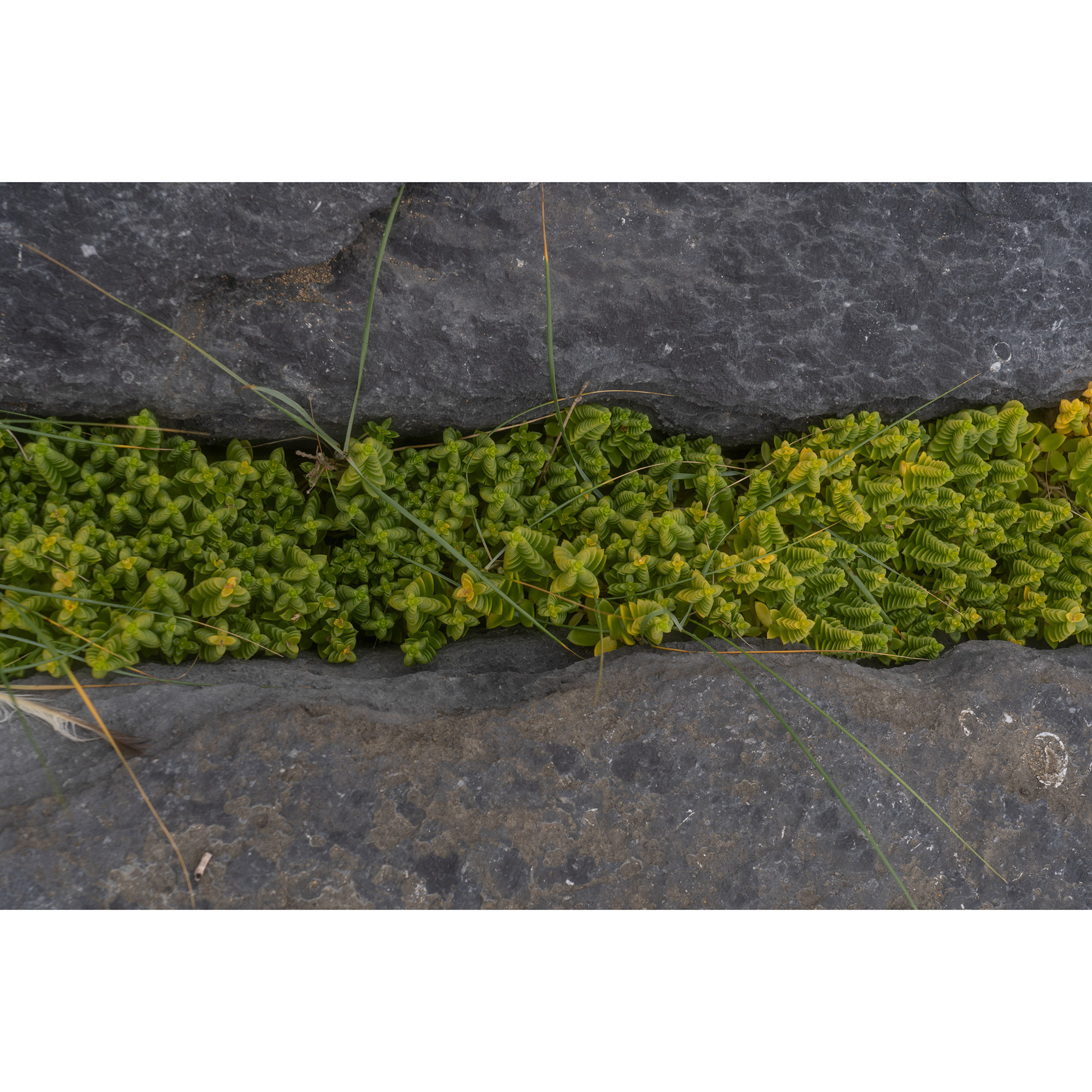 The Burren
