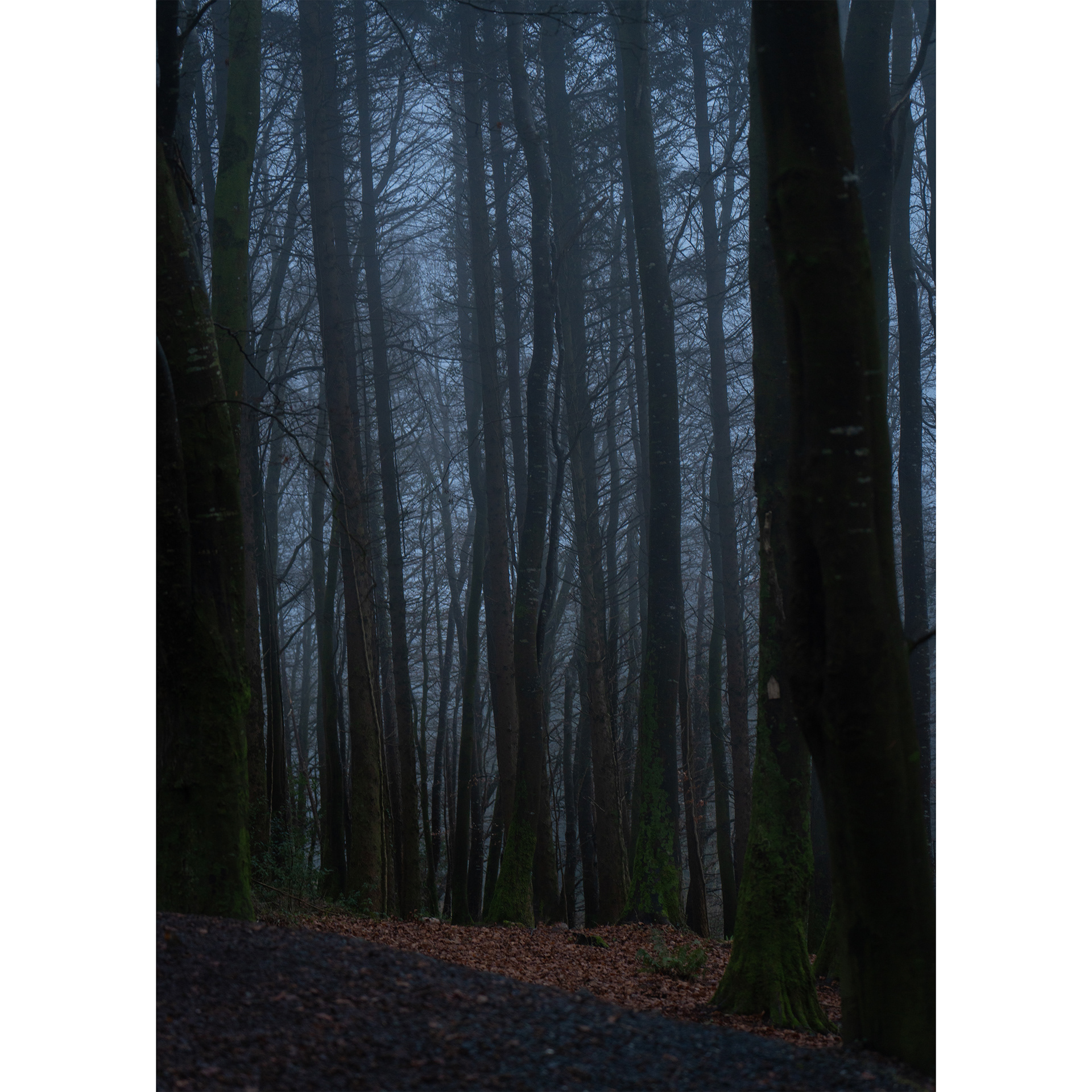Clogrennan Wood, Carlow