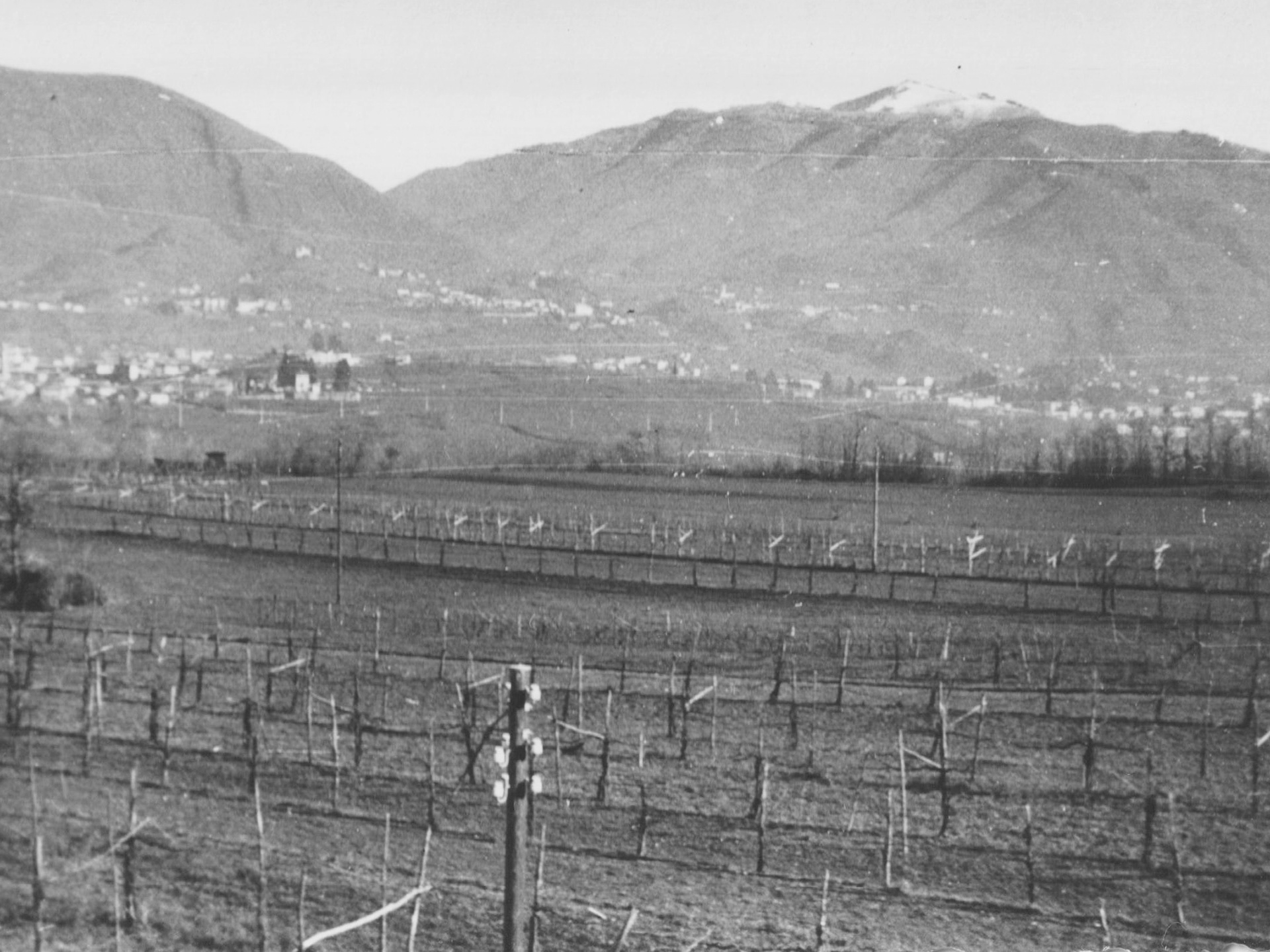 Campi a Novazzano, fine anni '50 (Famiglia Scheurer)