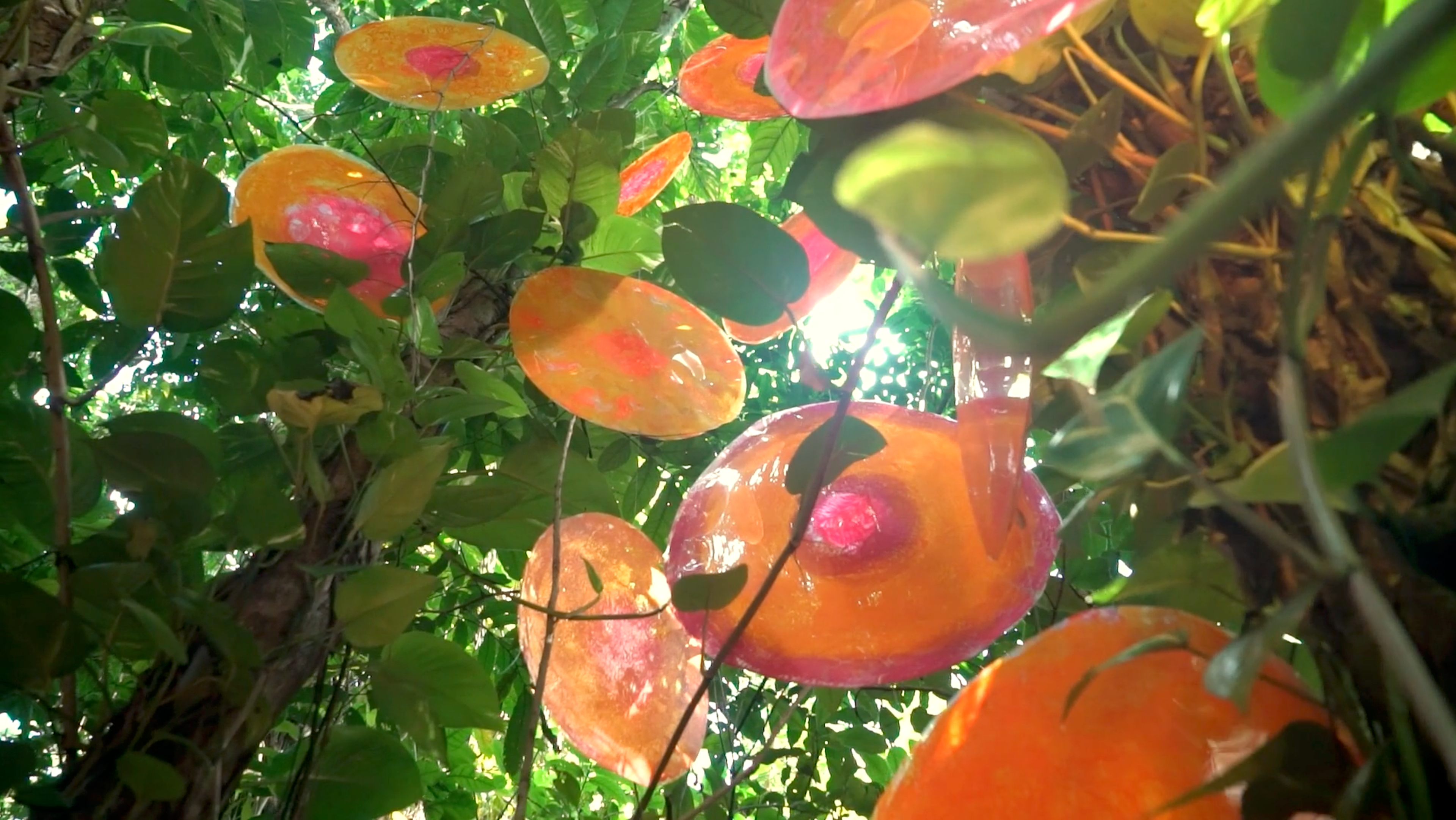 Ivelisse Jiménez, arteYUNQUE: "Natura" (2023-2024)