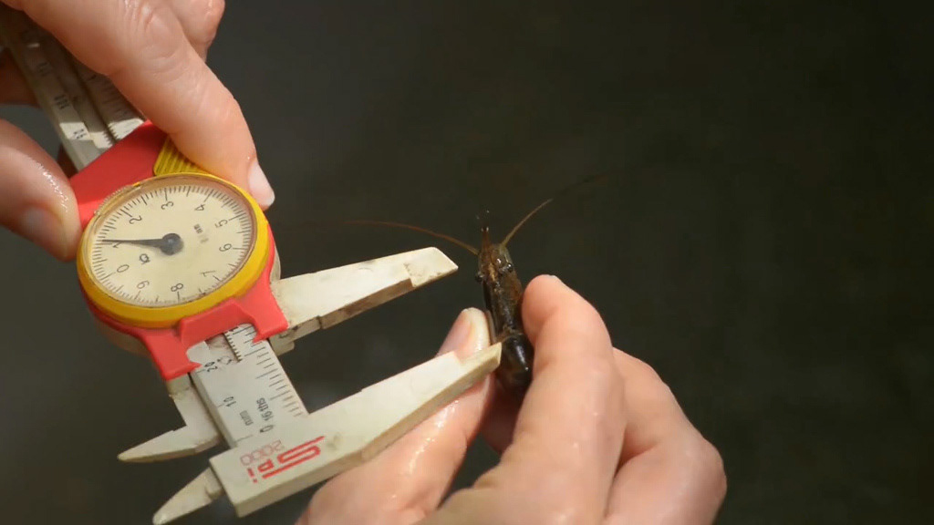 Poetic Science, U.S. Forest Service y MAC (2013)