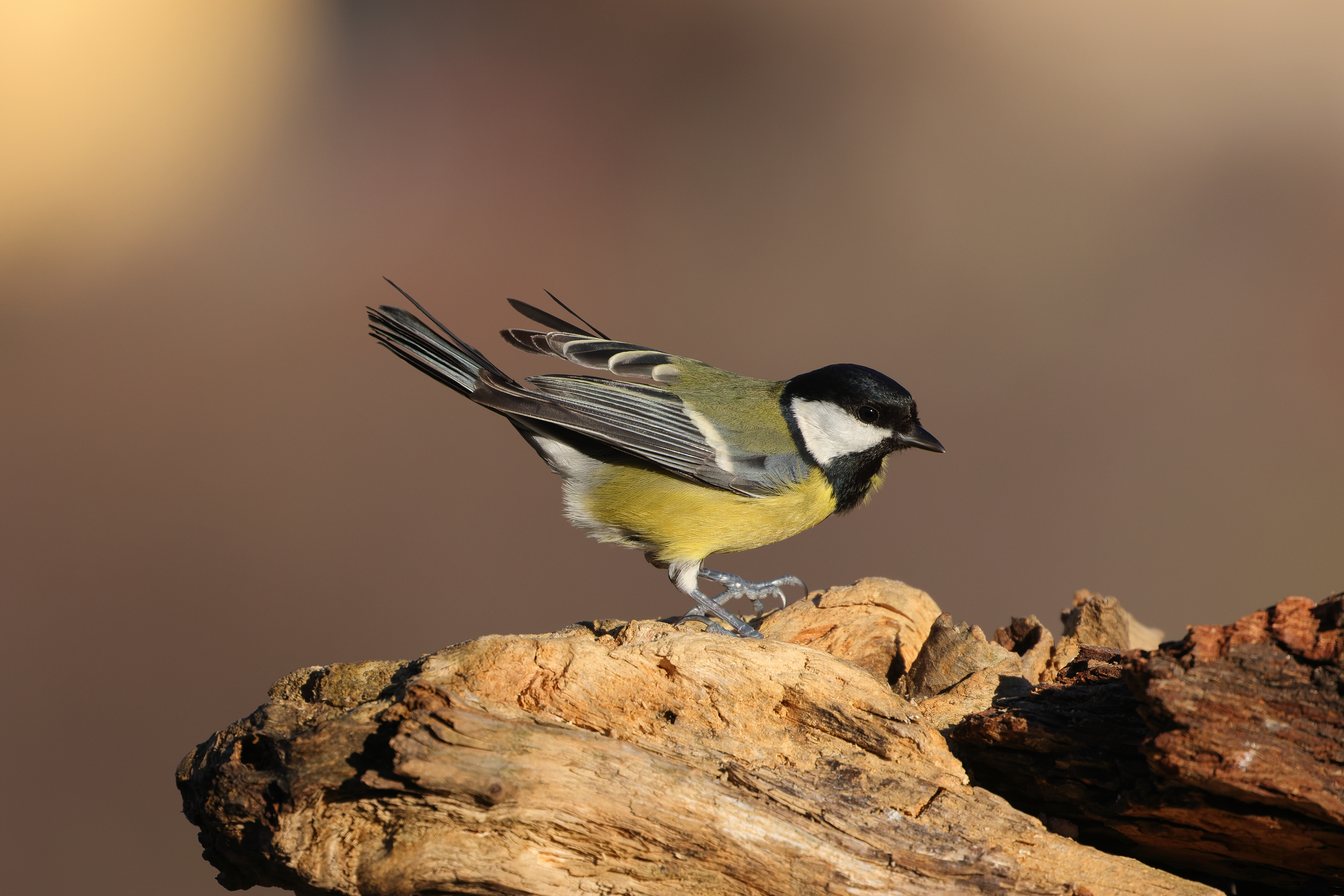 Great tit