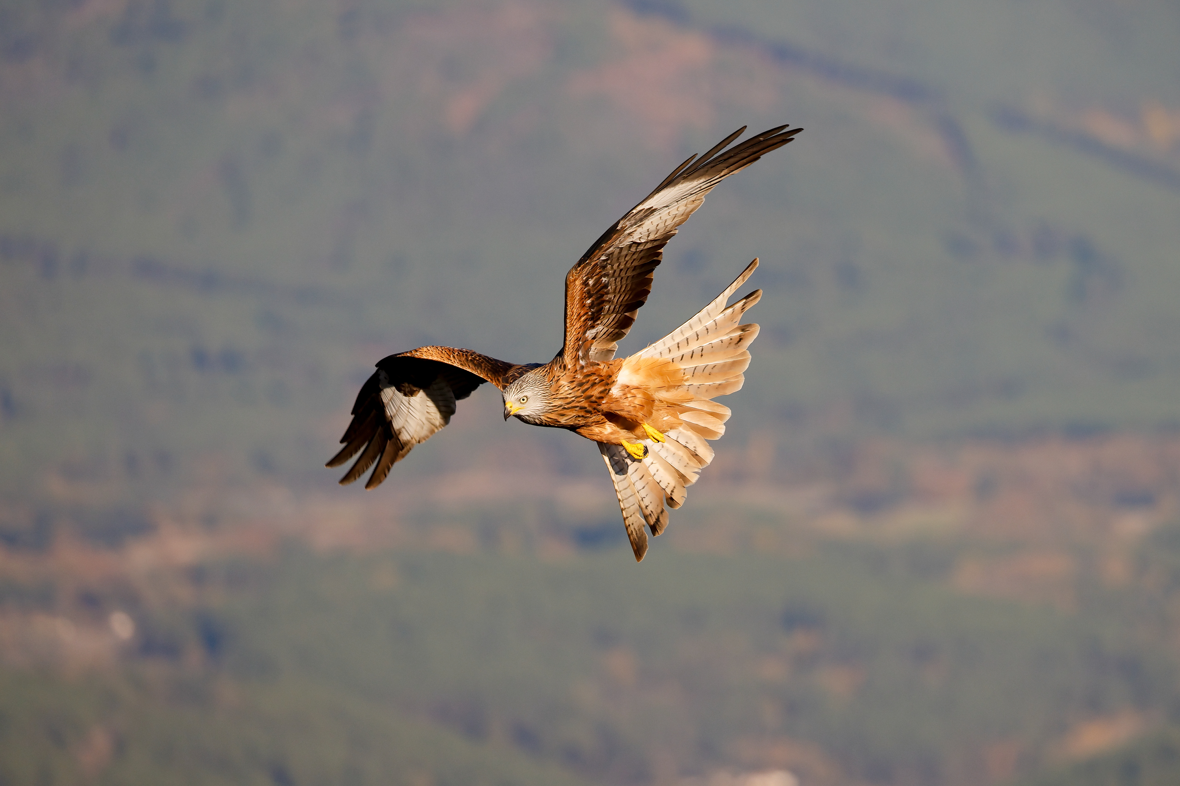 Nibbio reale, montagna in volo