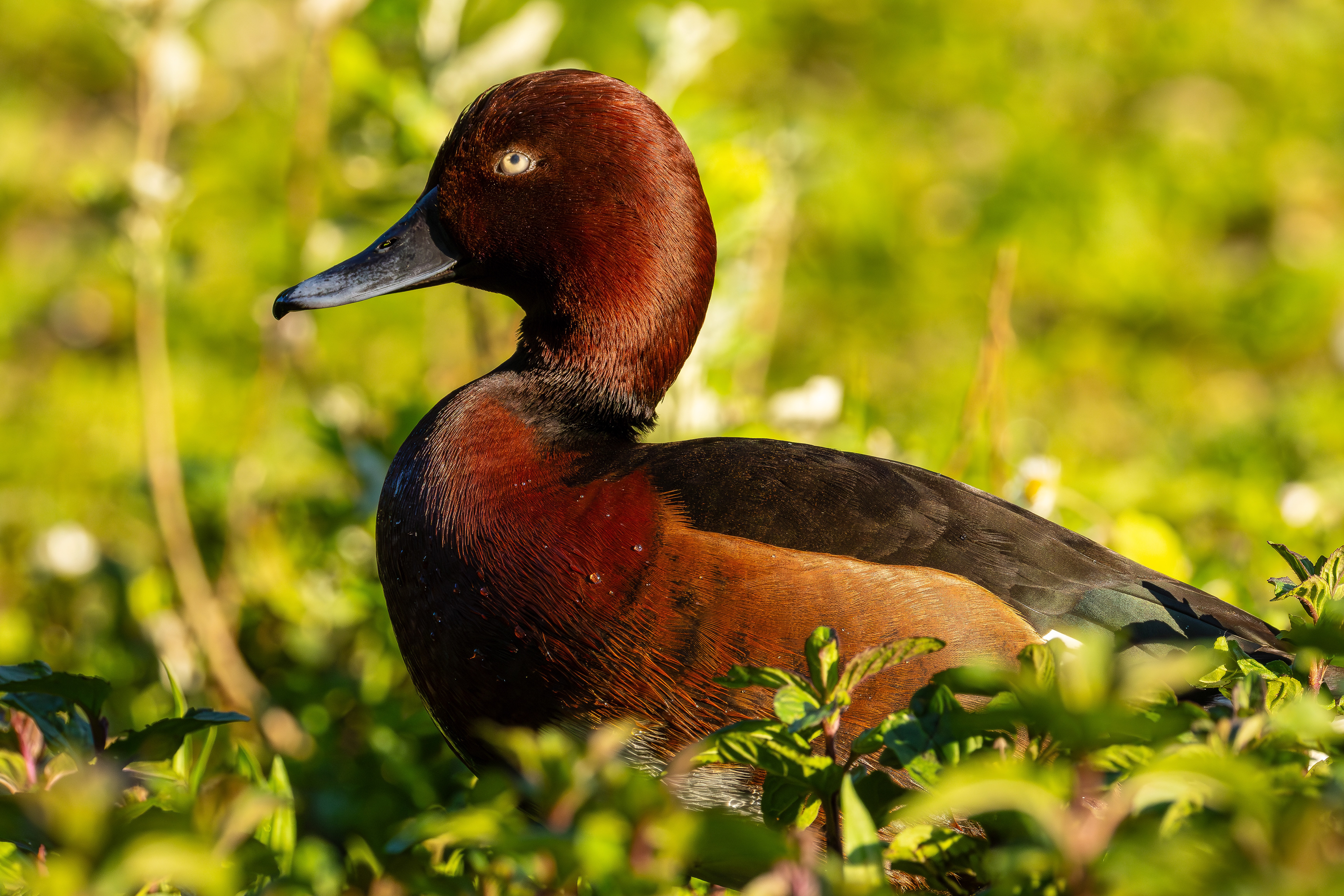 Ferruginous duck