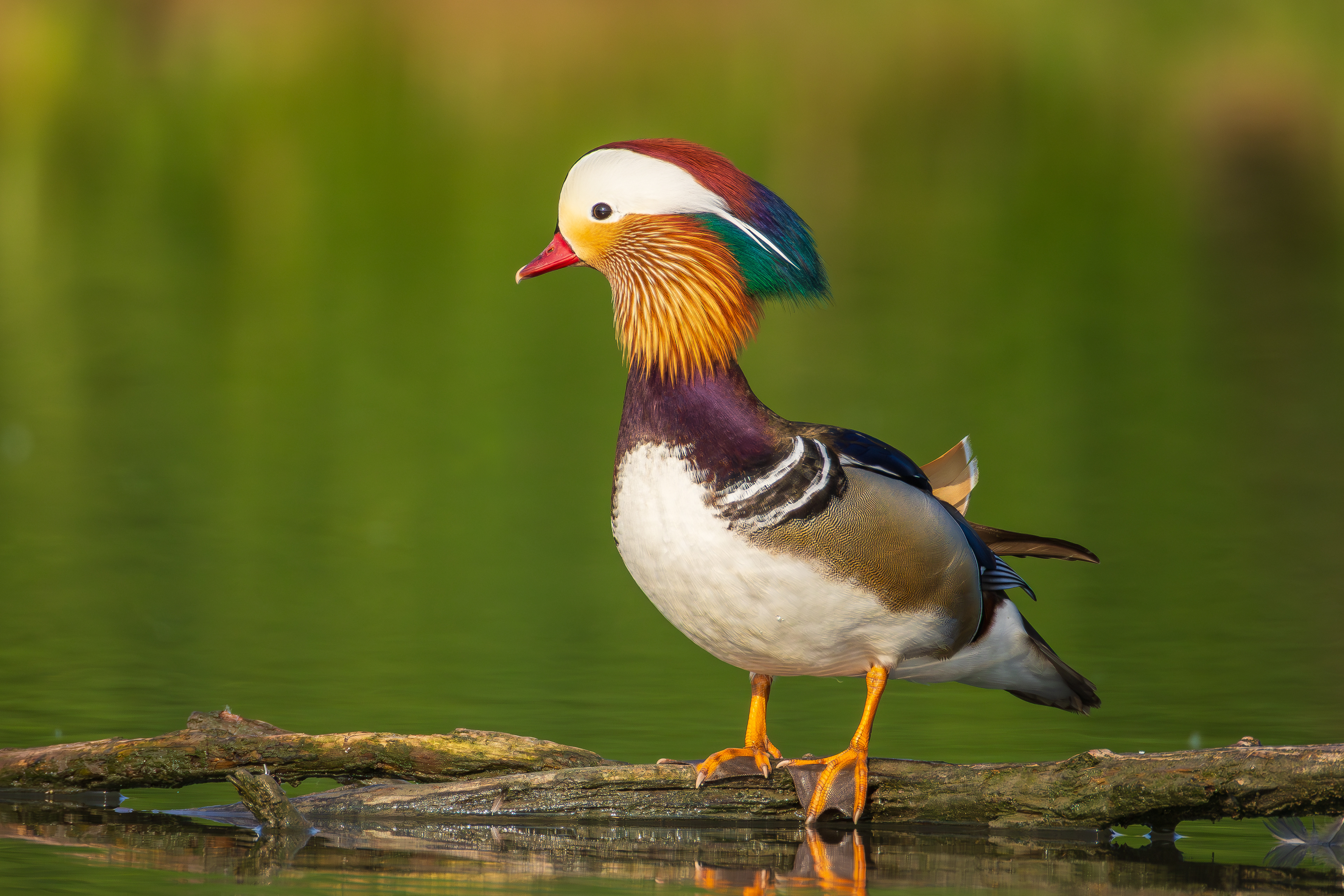 Mandarin duck