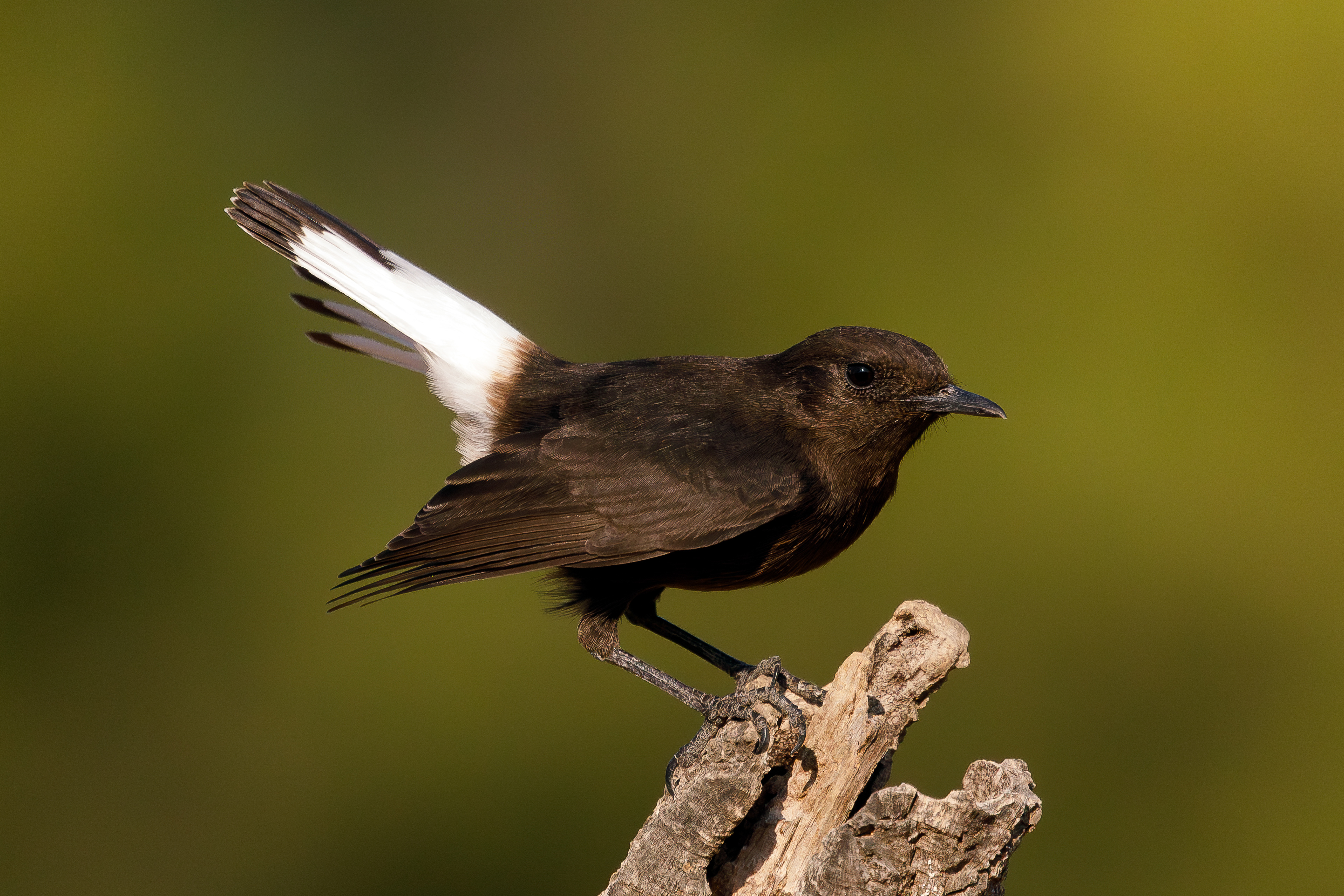 Monachella nera