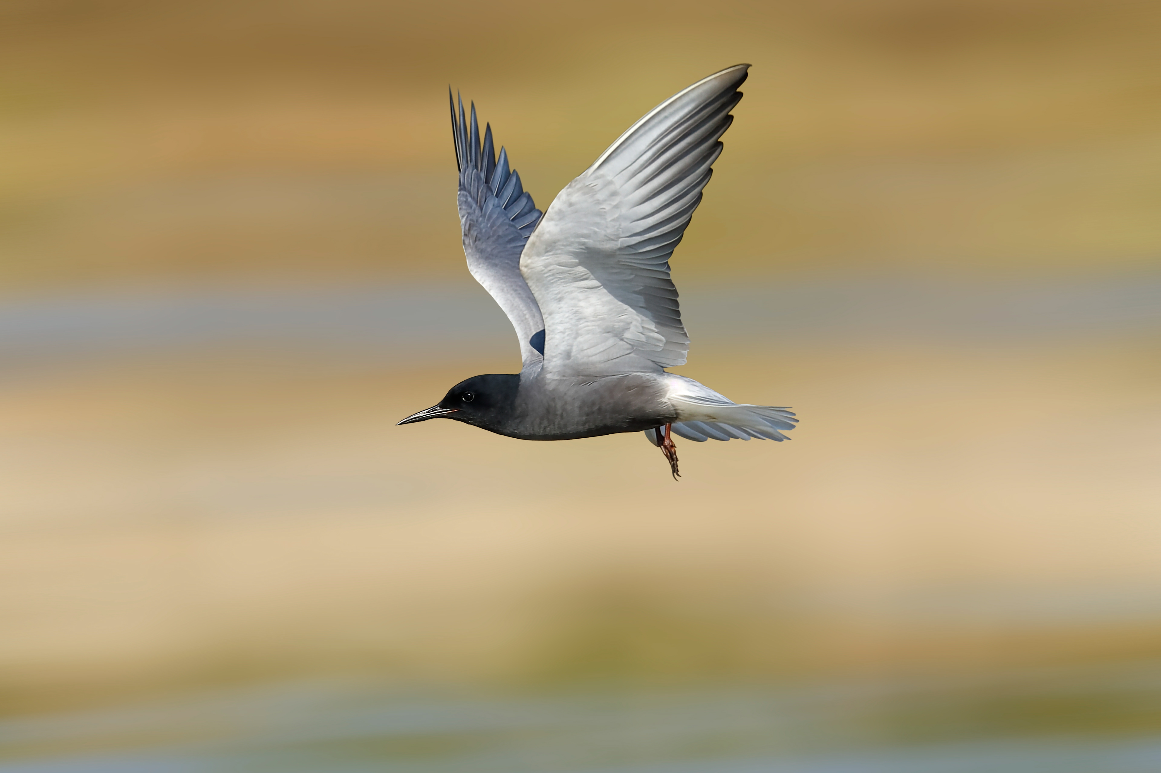 Mignattino comune