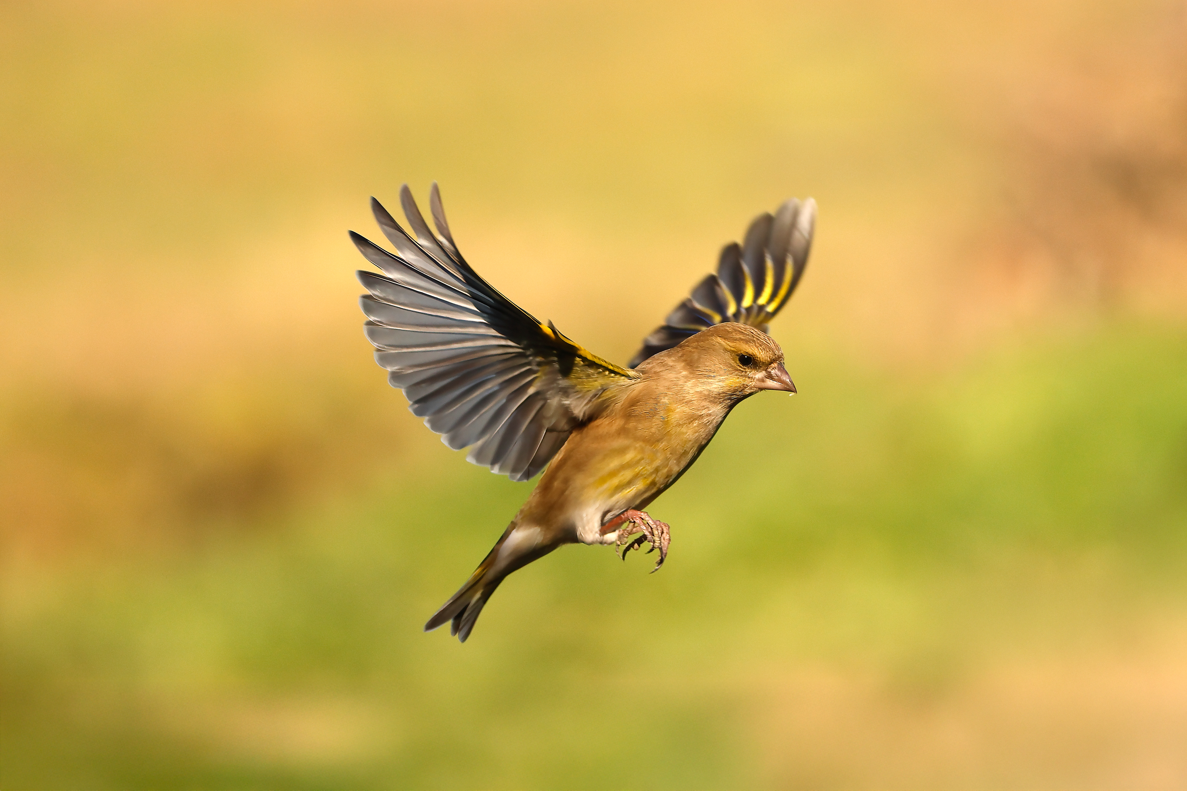 European greenfinch