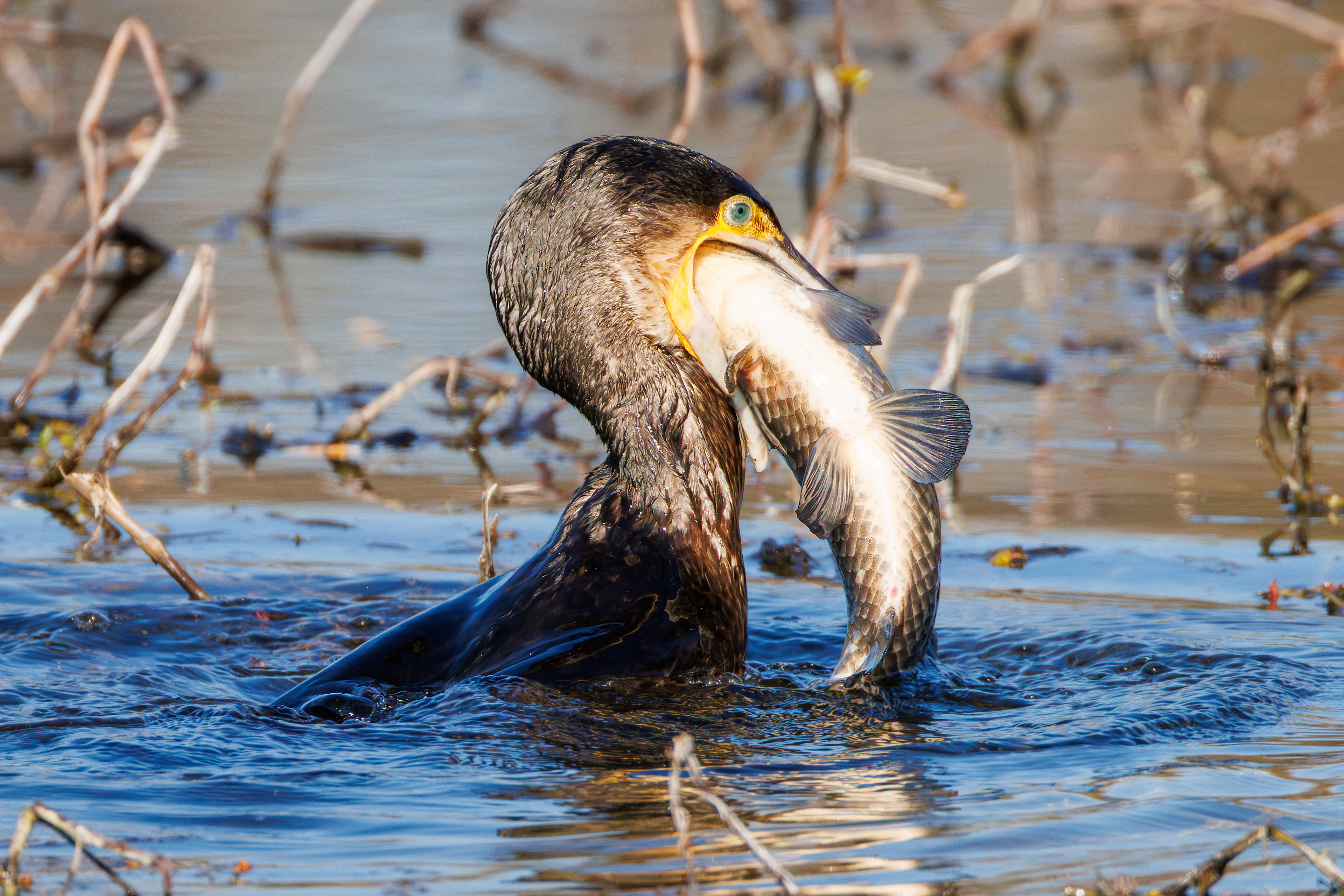 Cormorant