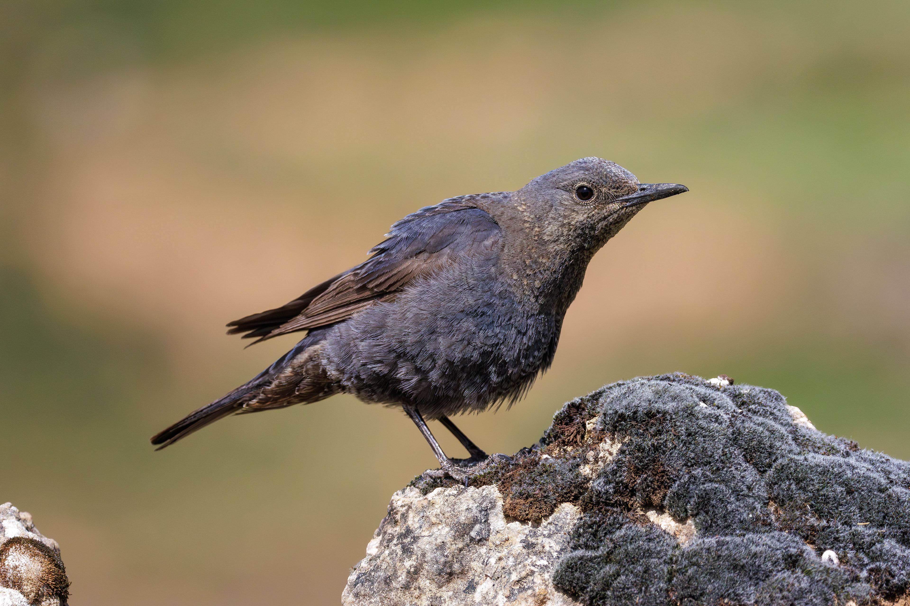 Blue rock thrush_female