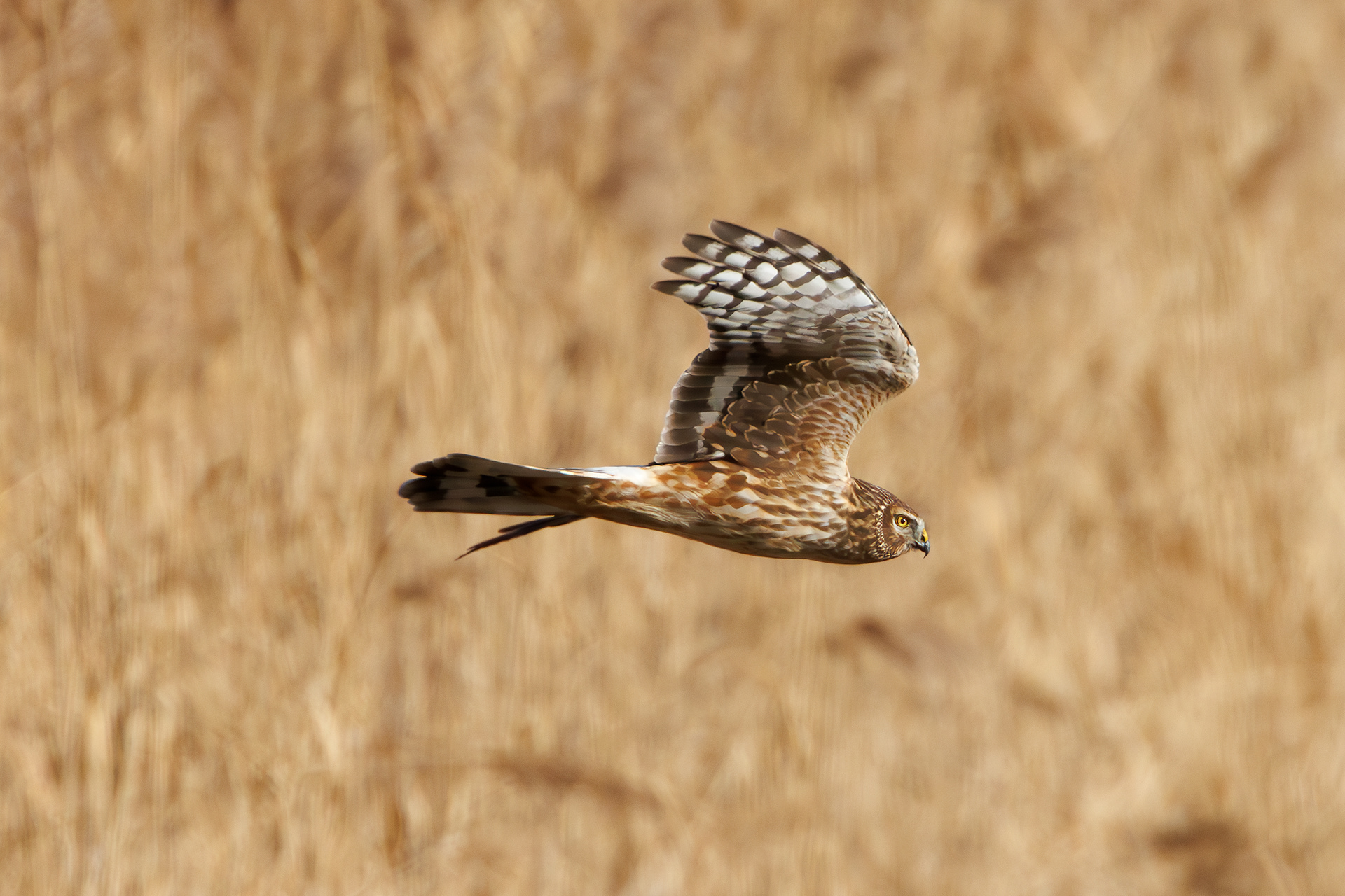Hen harrier