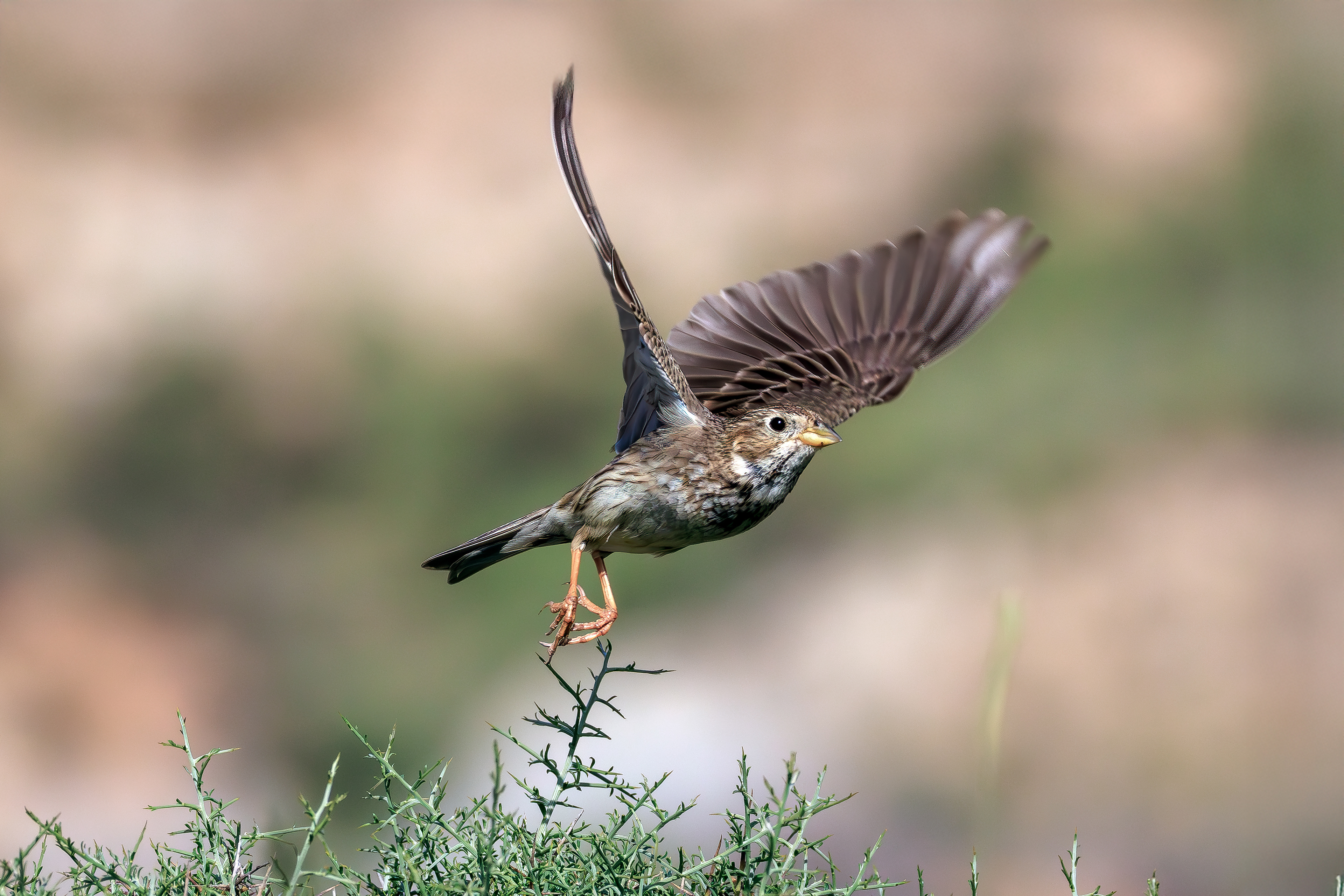 Corn bunting