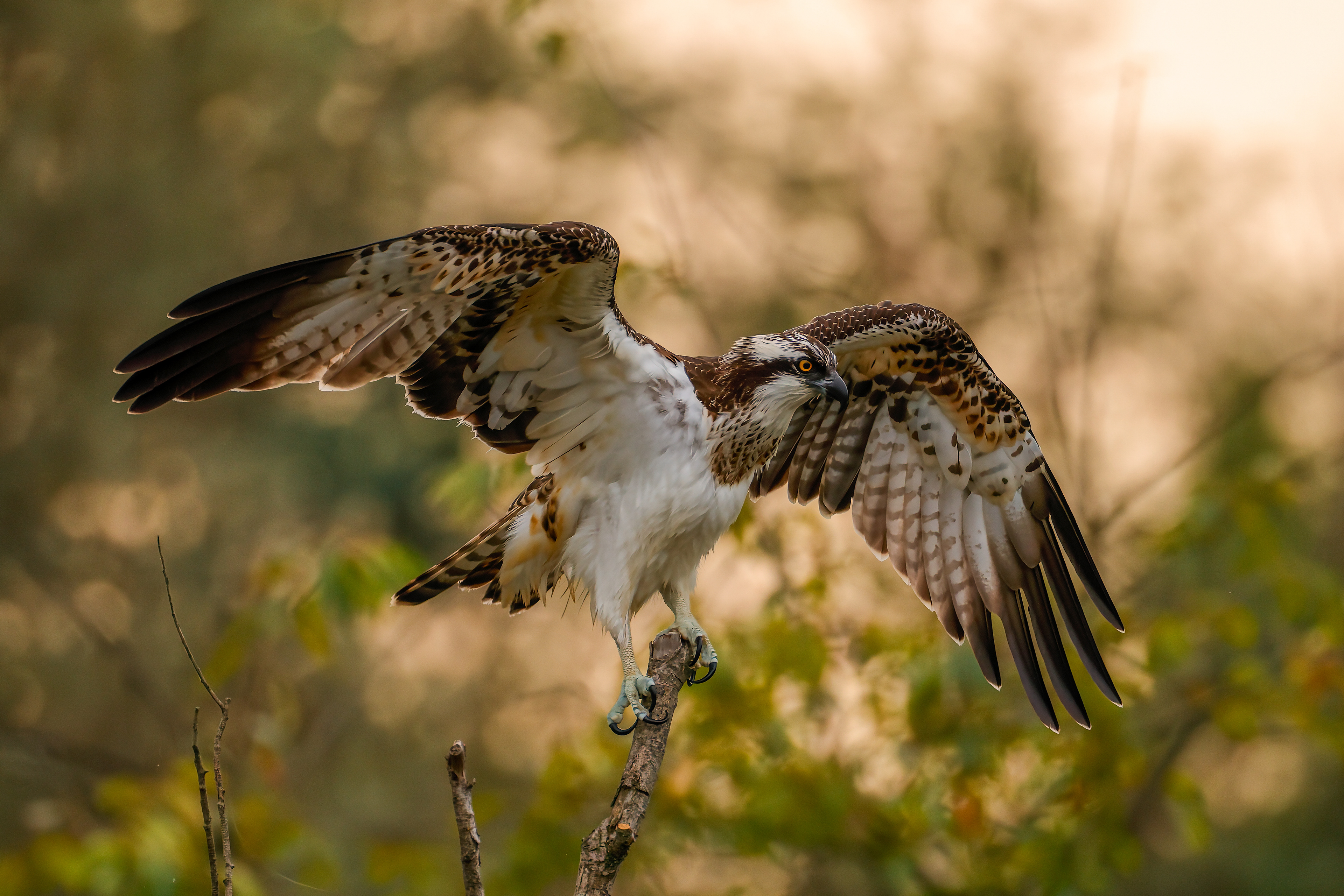 Osprey