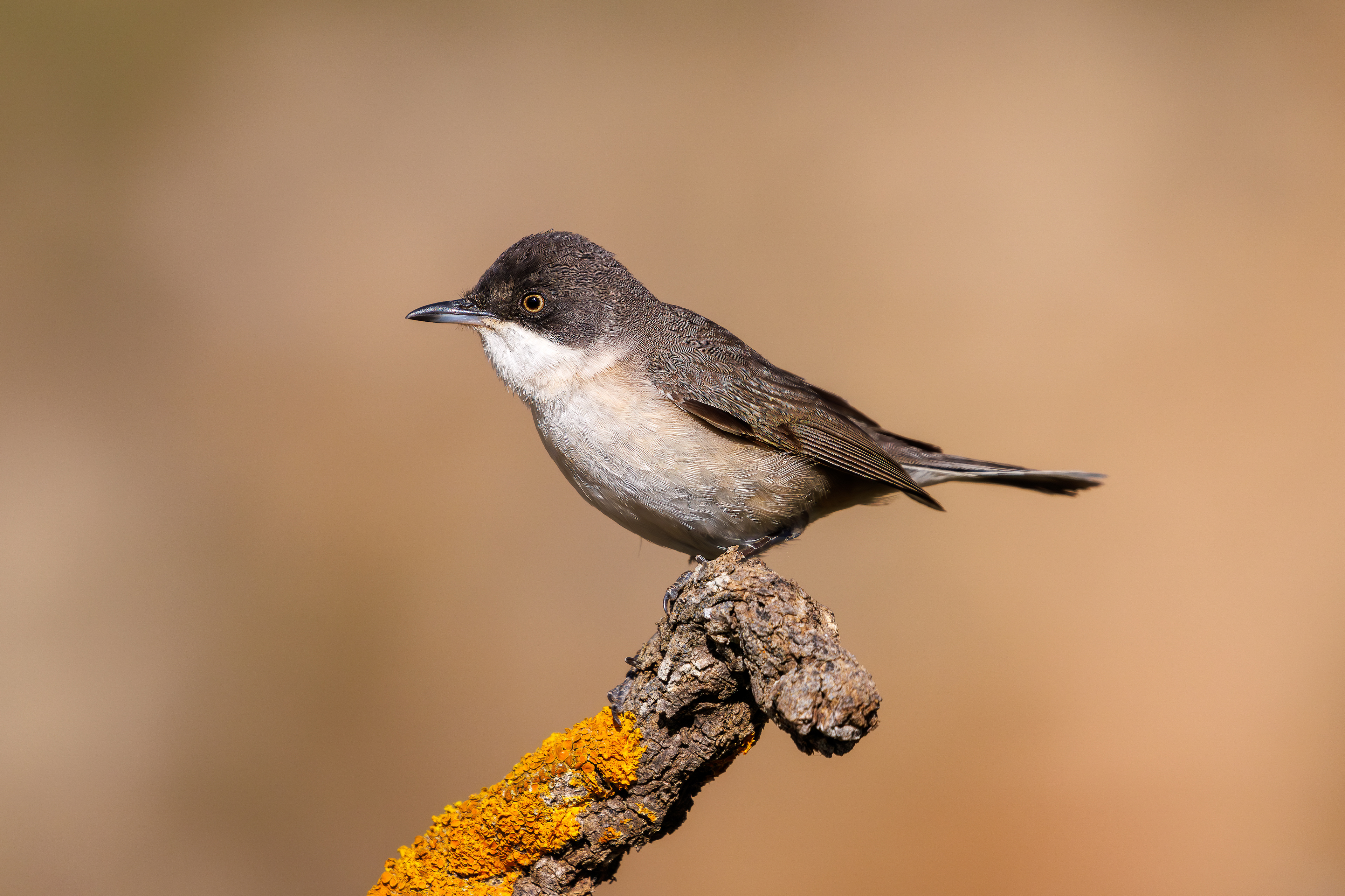 Bigia grossa