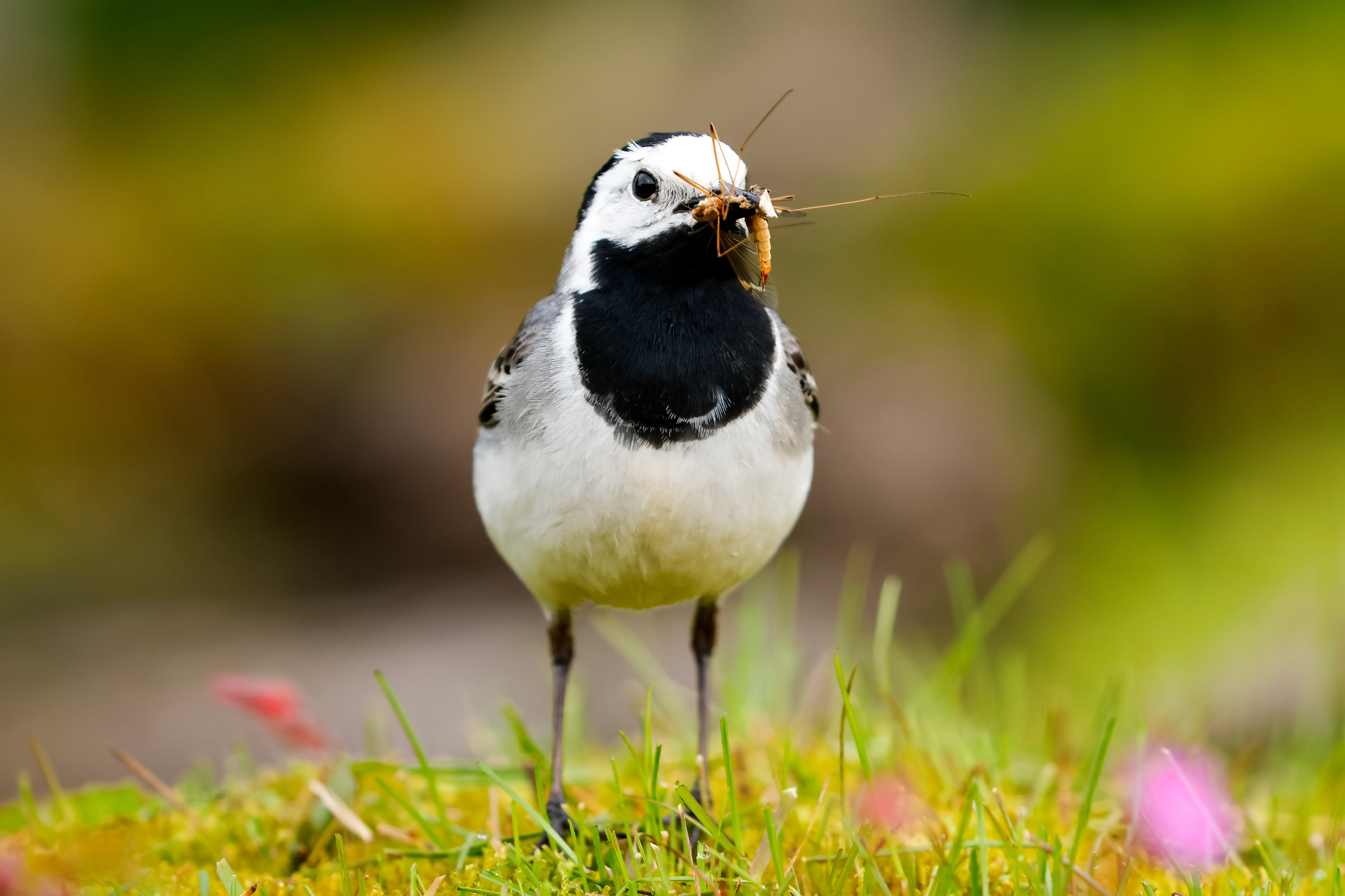 White wagtail