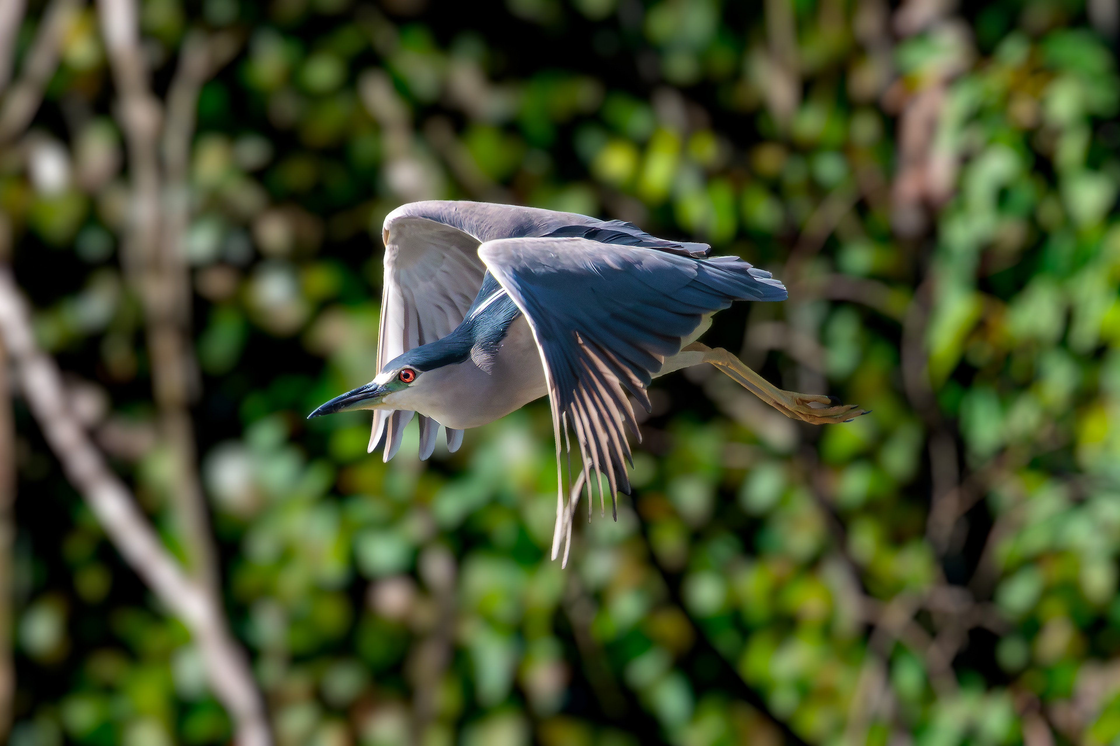 Night heron