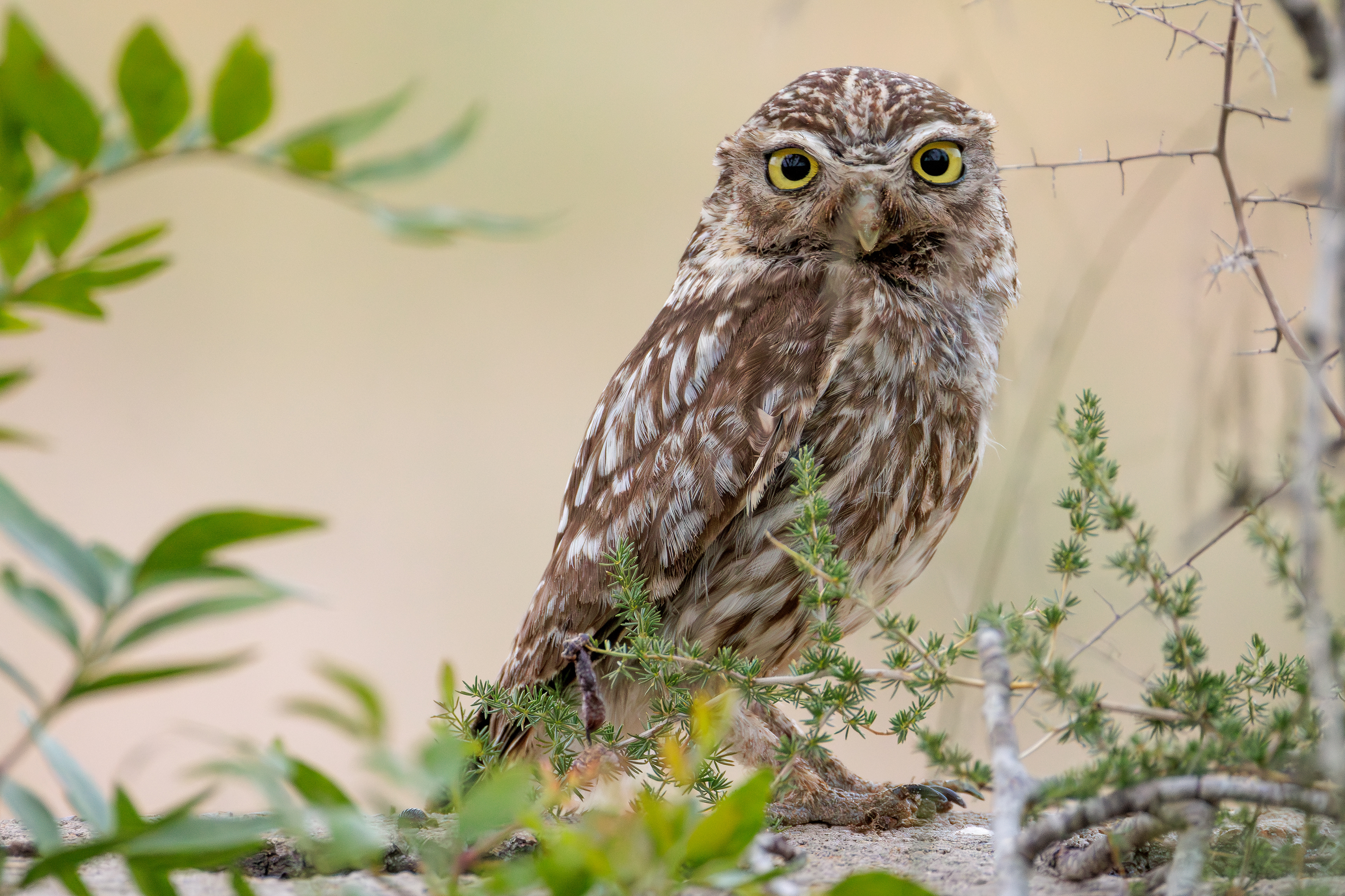 Owl