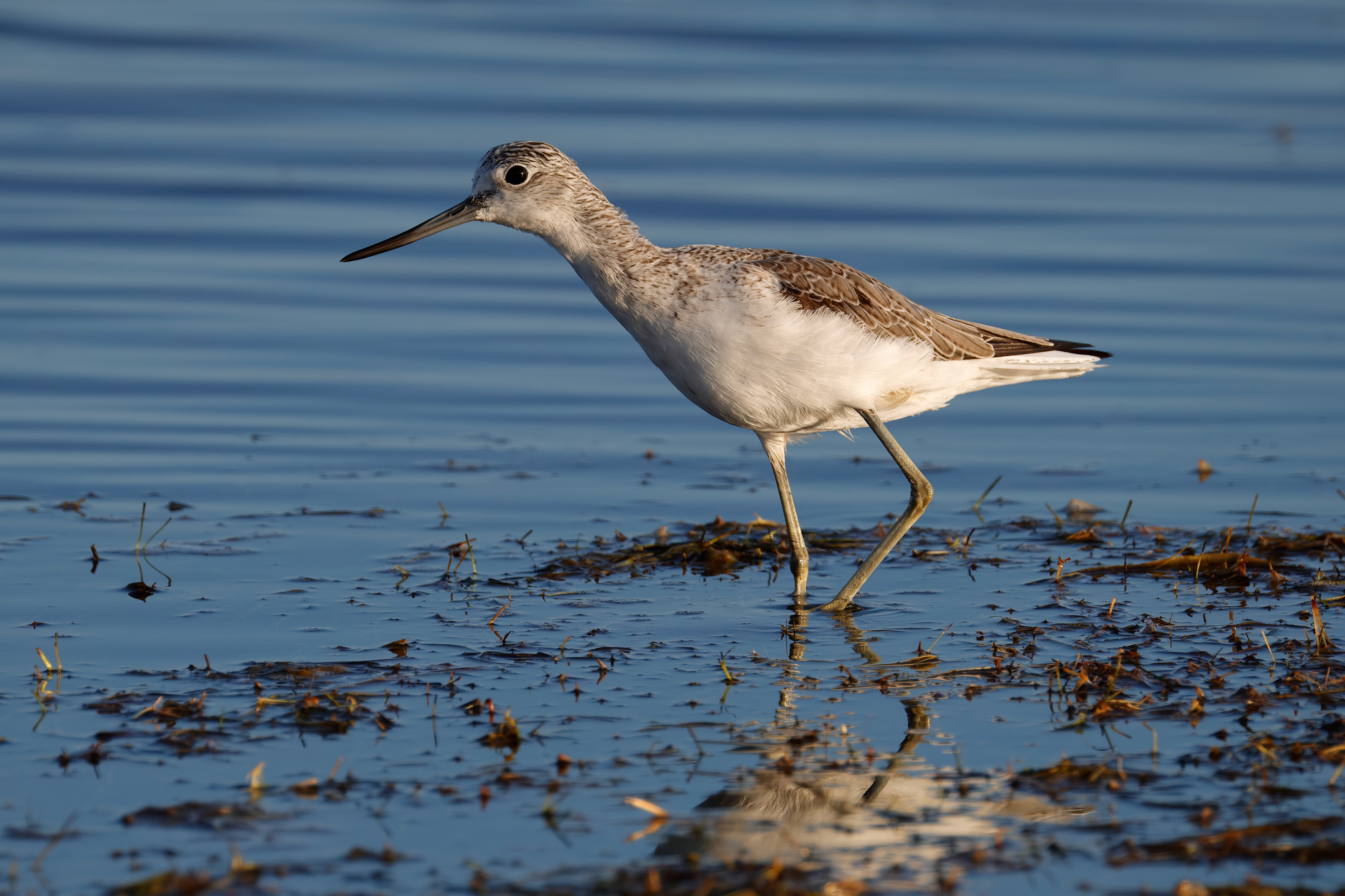 Pantana comune
