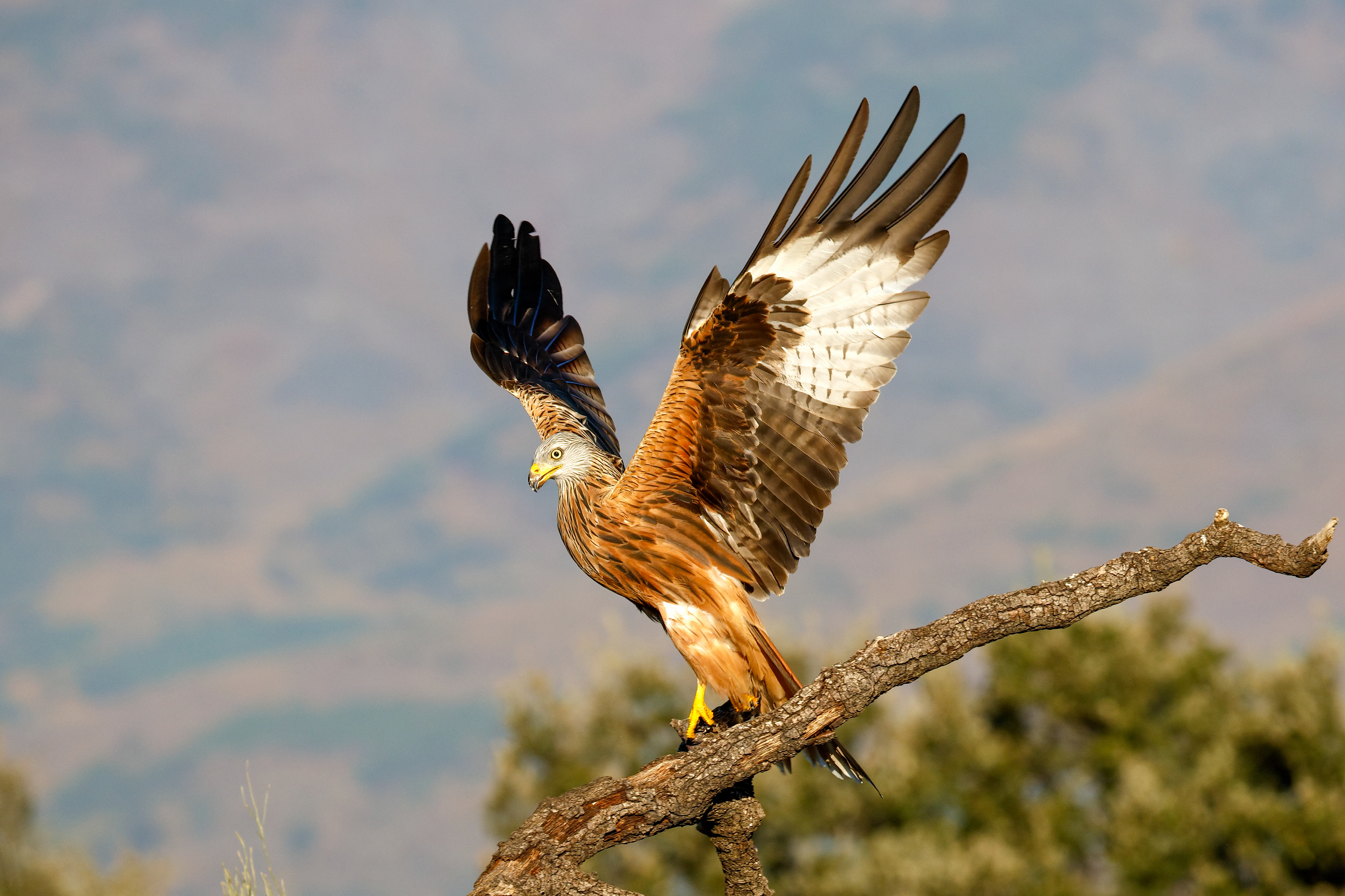 Nibbio reale - montagna, posatoio