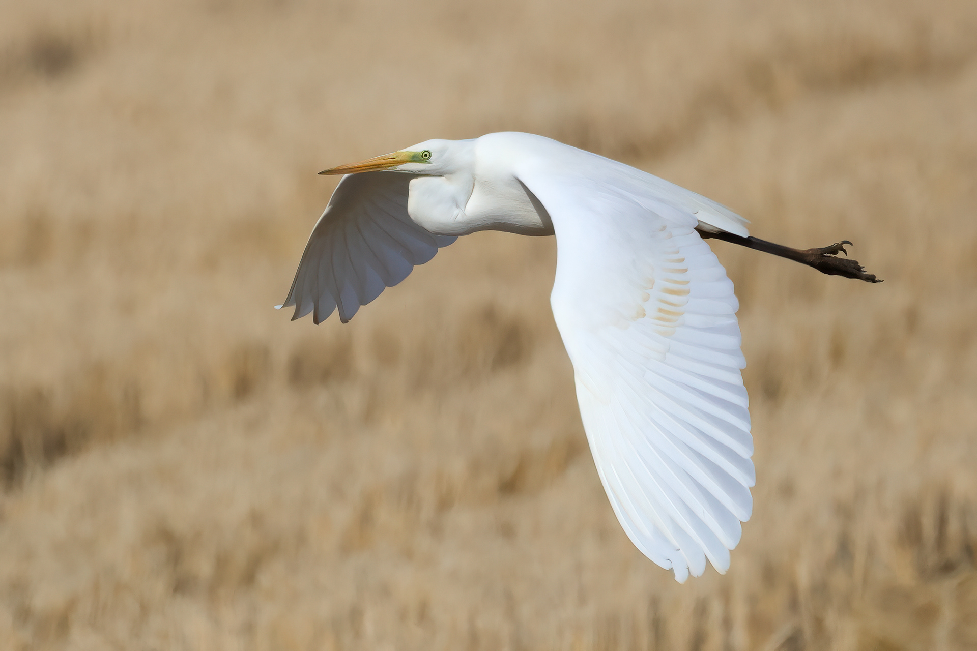 Airone bianco maggiore
