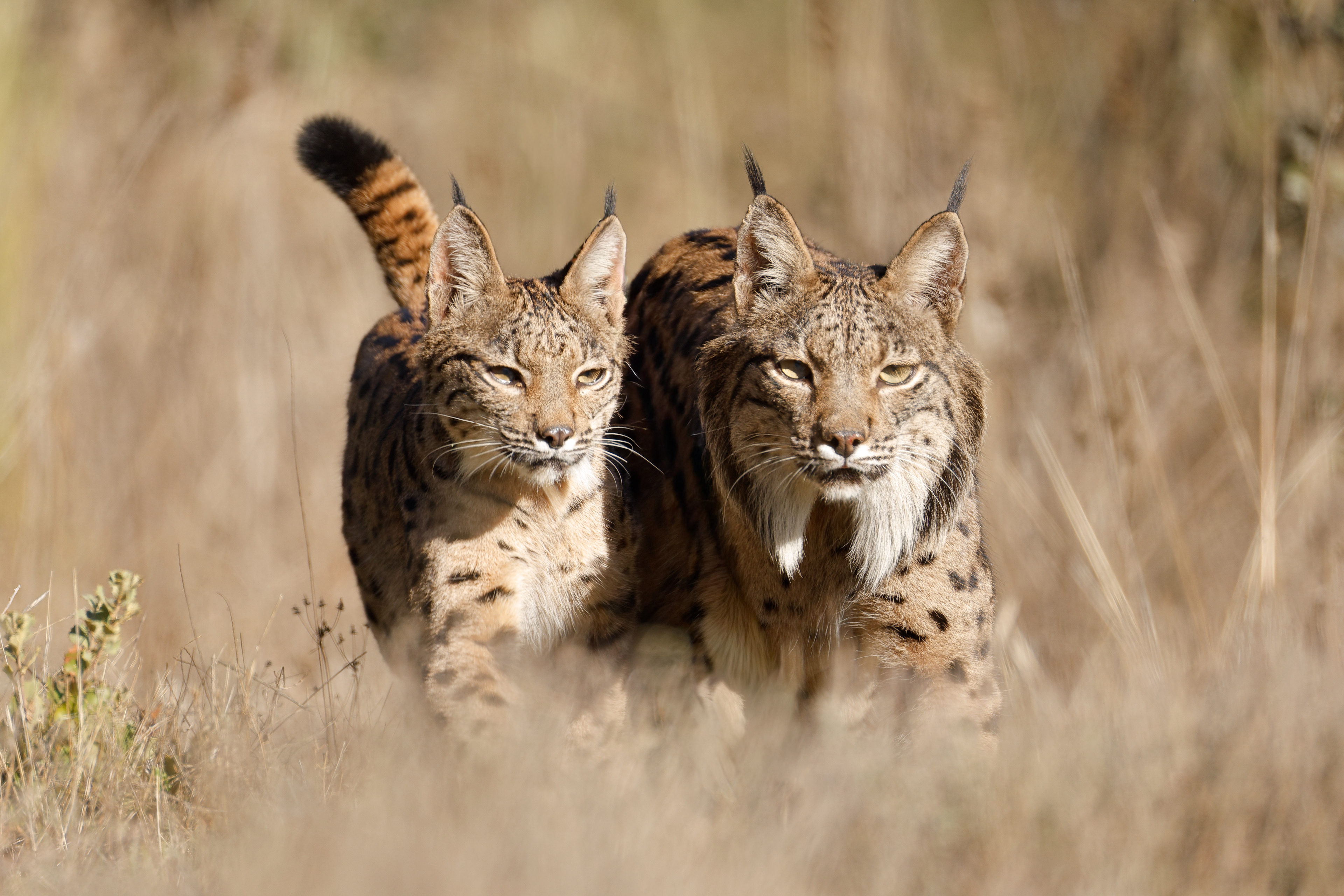Lince iberica: giovane e adulto femmina