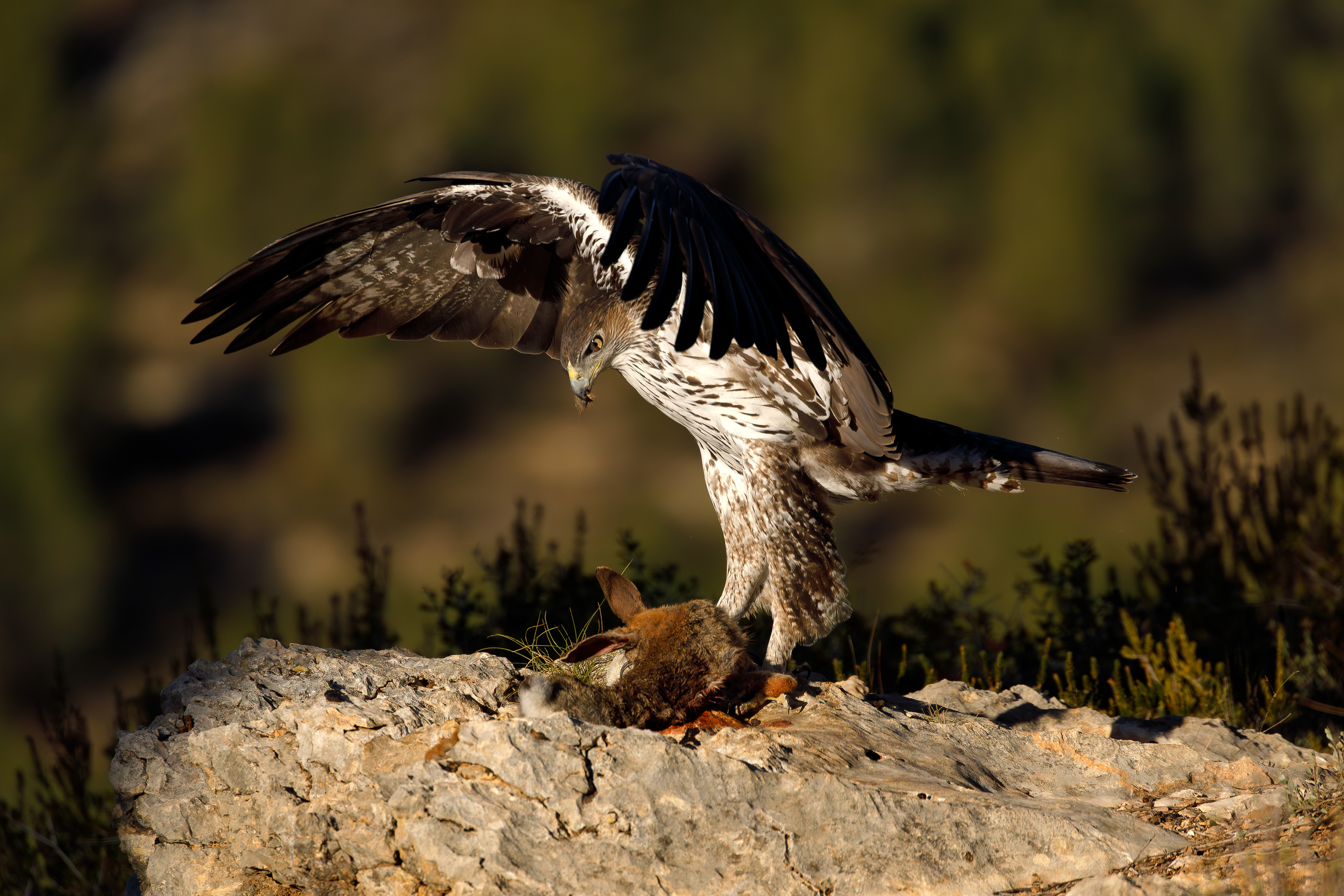 Aquila del Bonelli