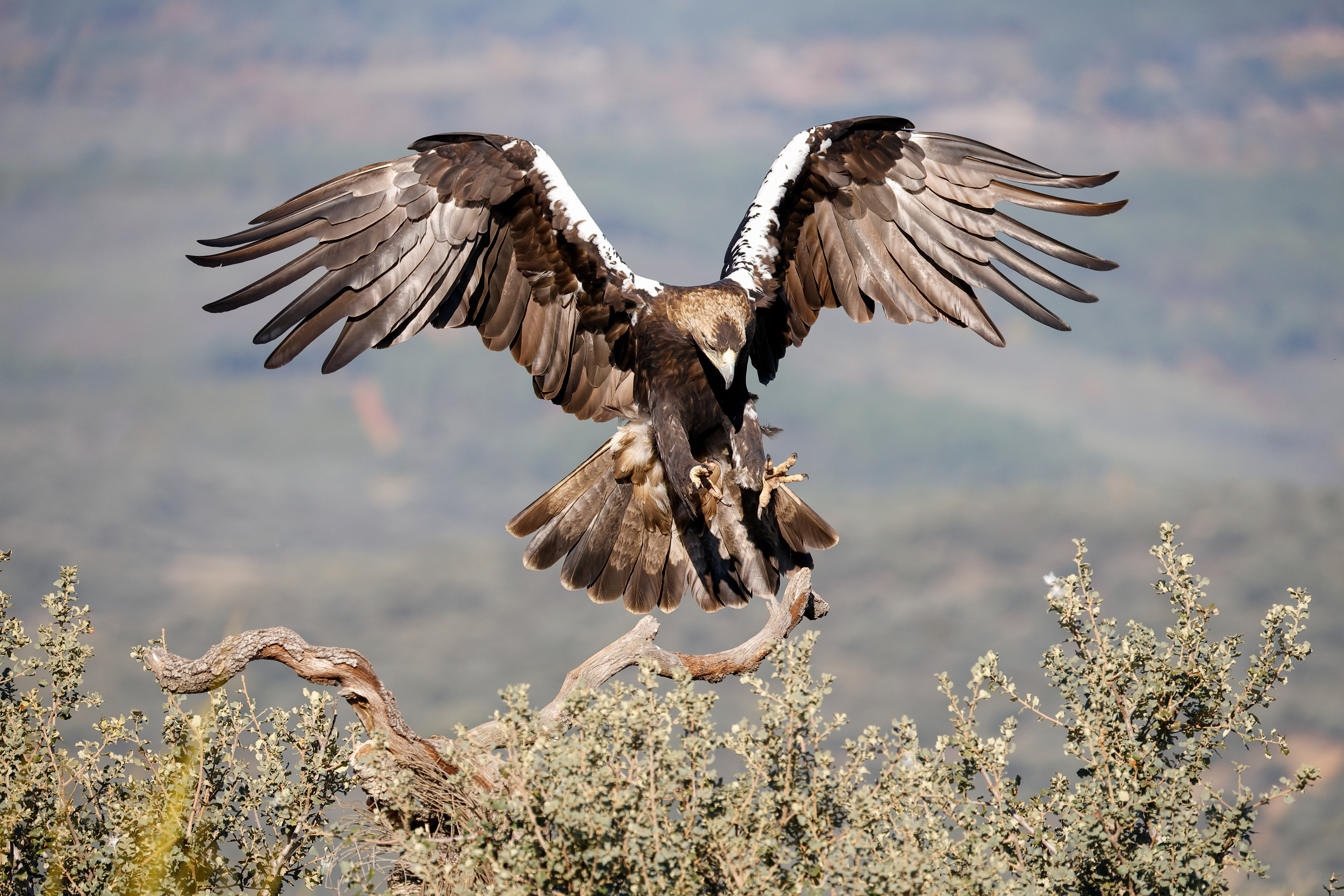 Aquila imperiale anziana - montagna, atterraggio