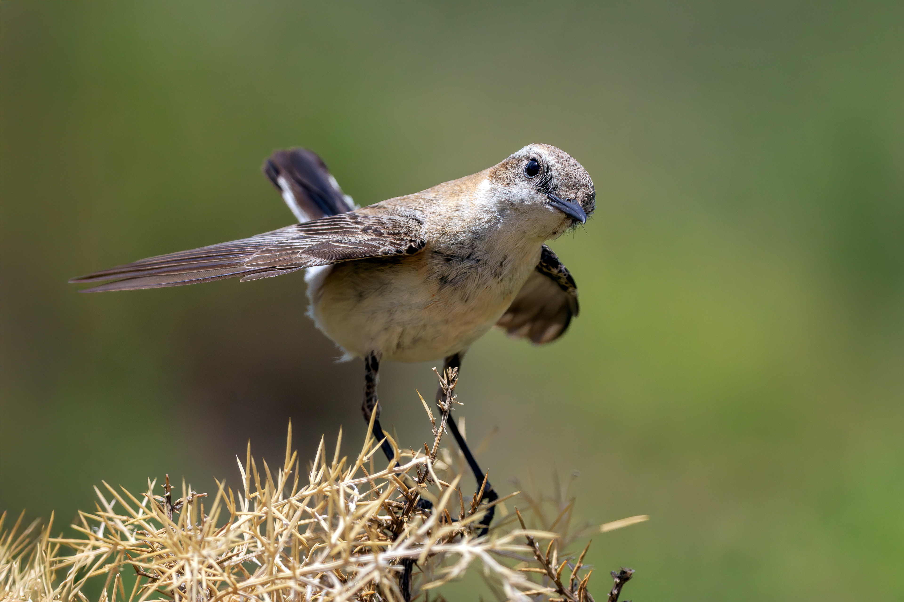 Western black-eared wheatear_female