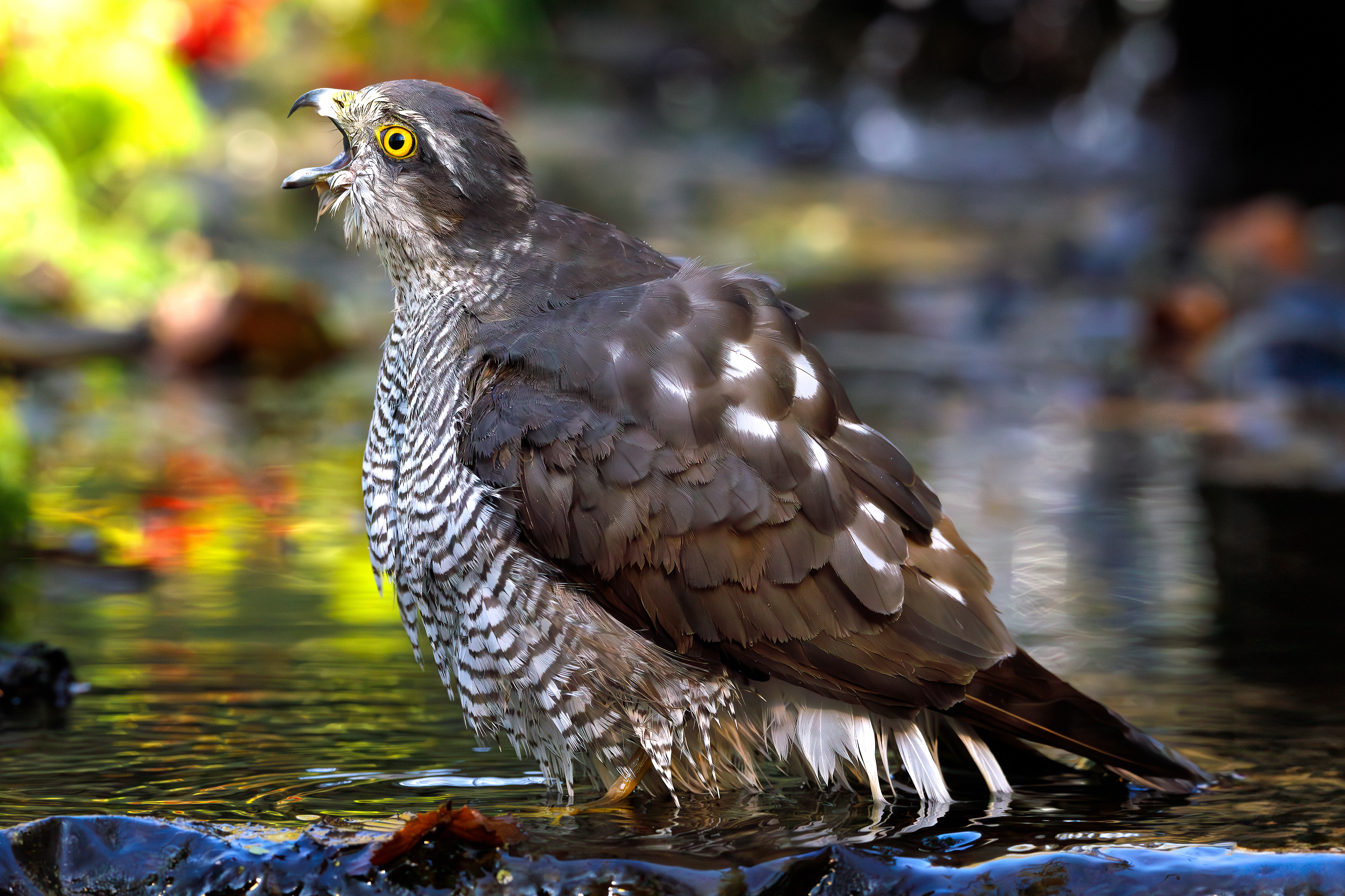 Eurasian sparrowhawk