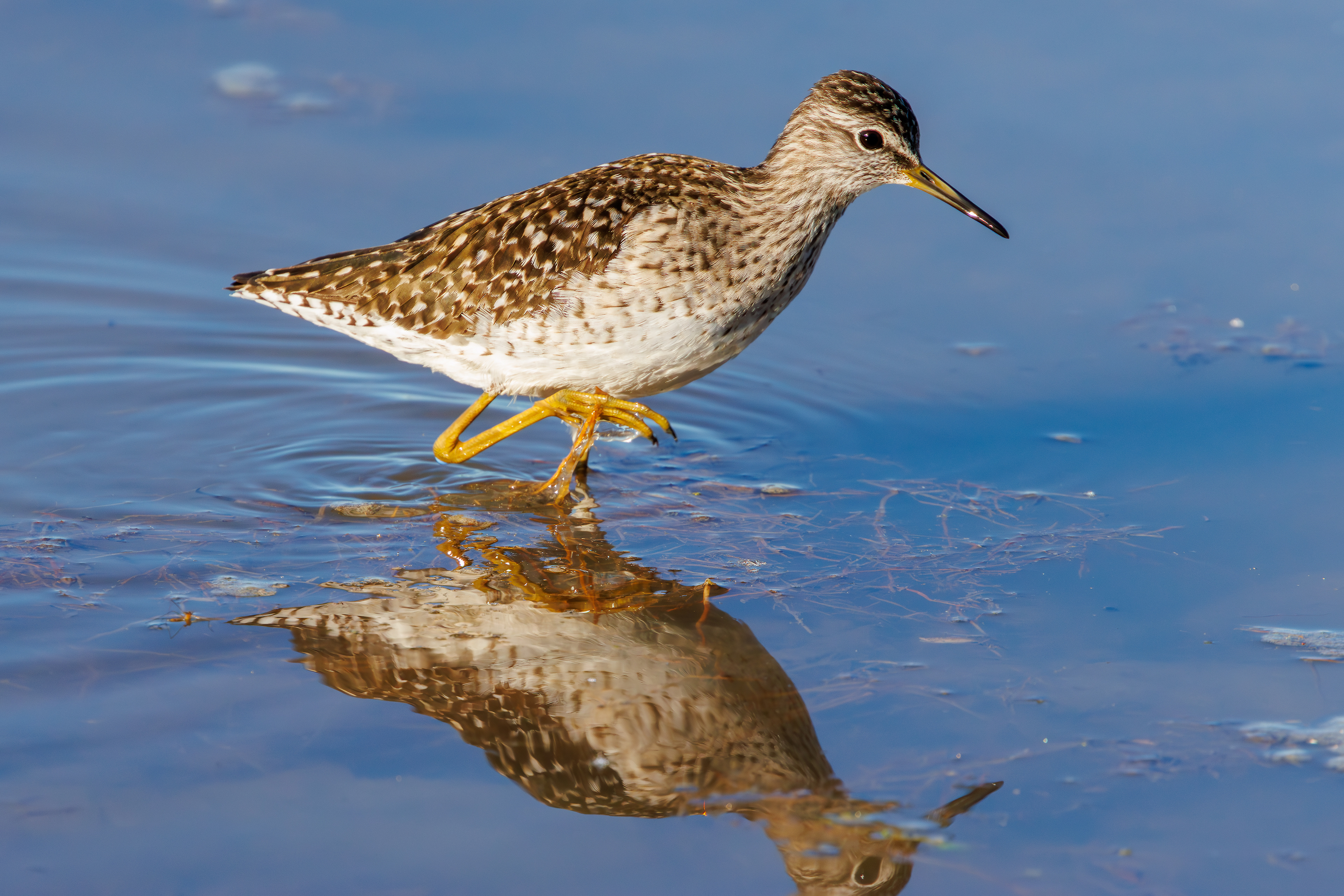 Wood sandpiper