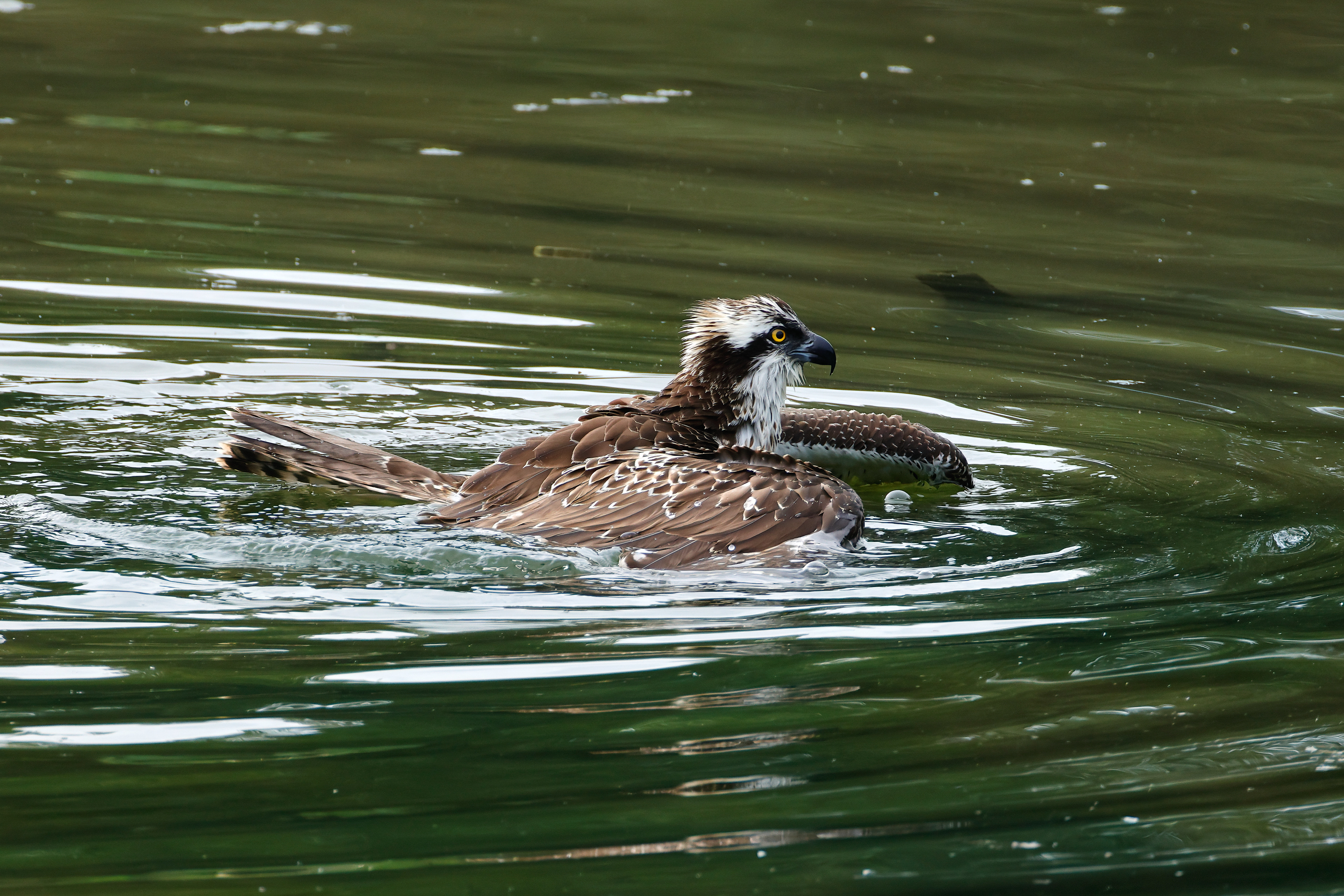 Decollo dall' acqua_1