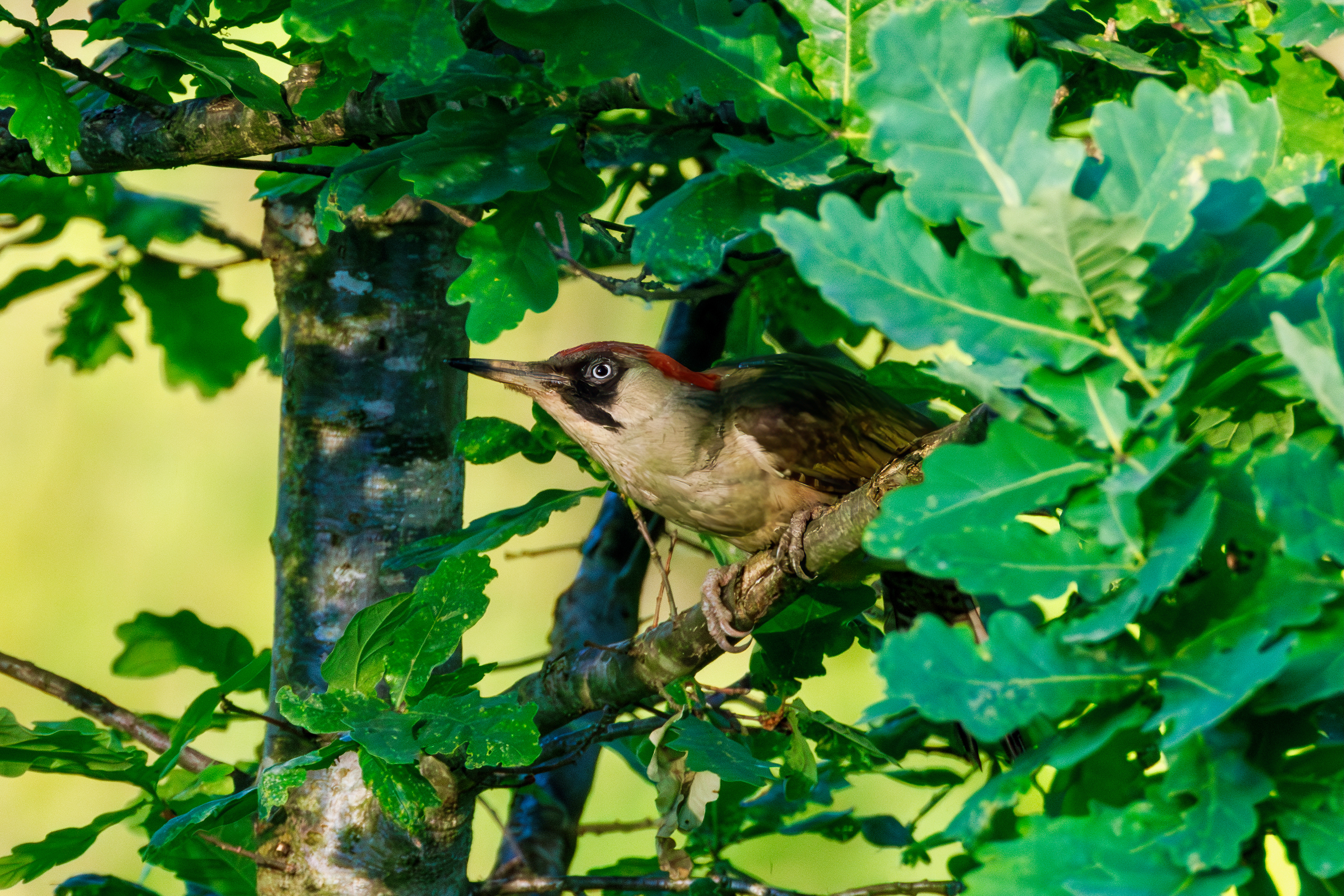 European green woodpecker