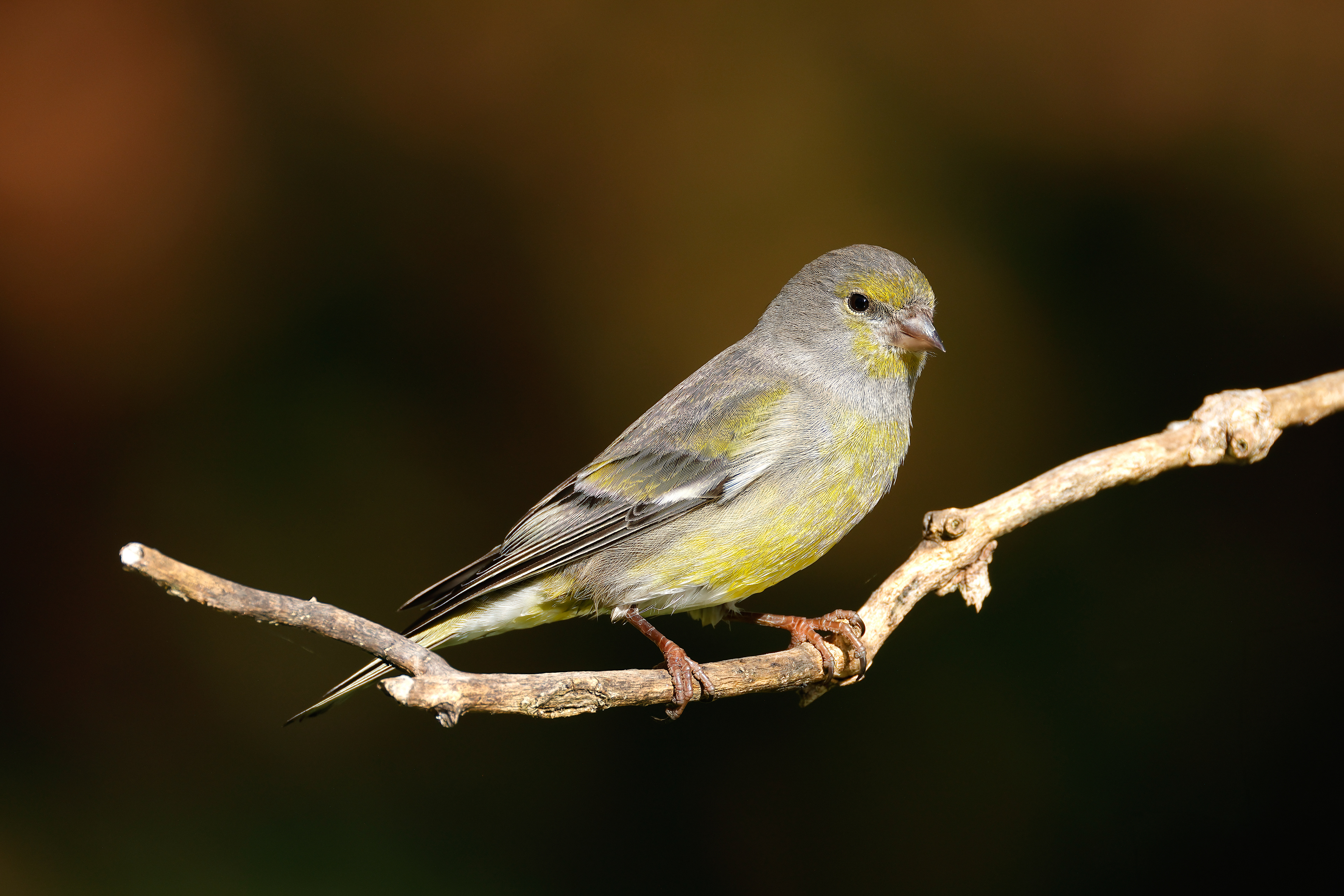 Citril finch
