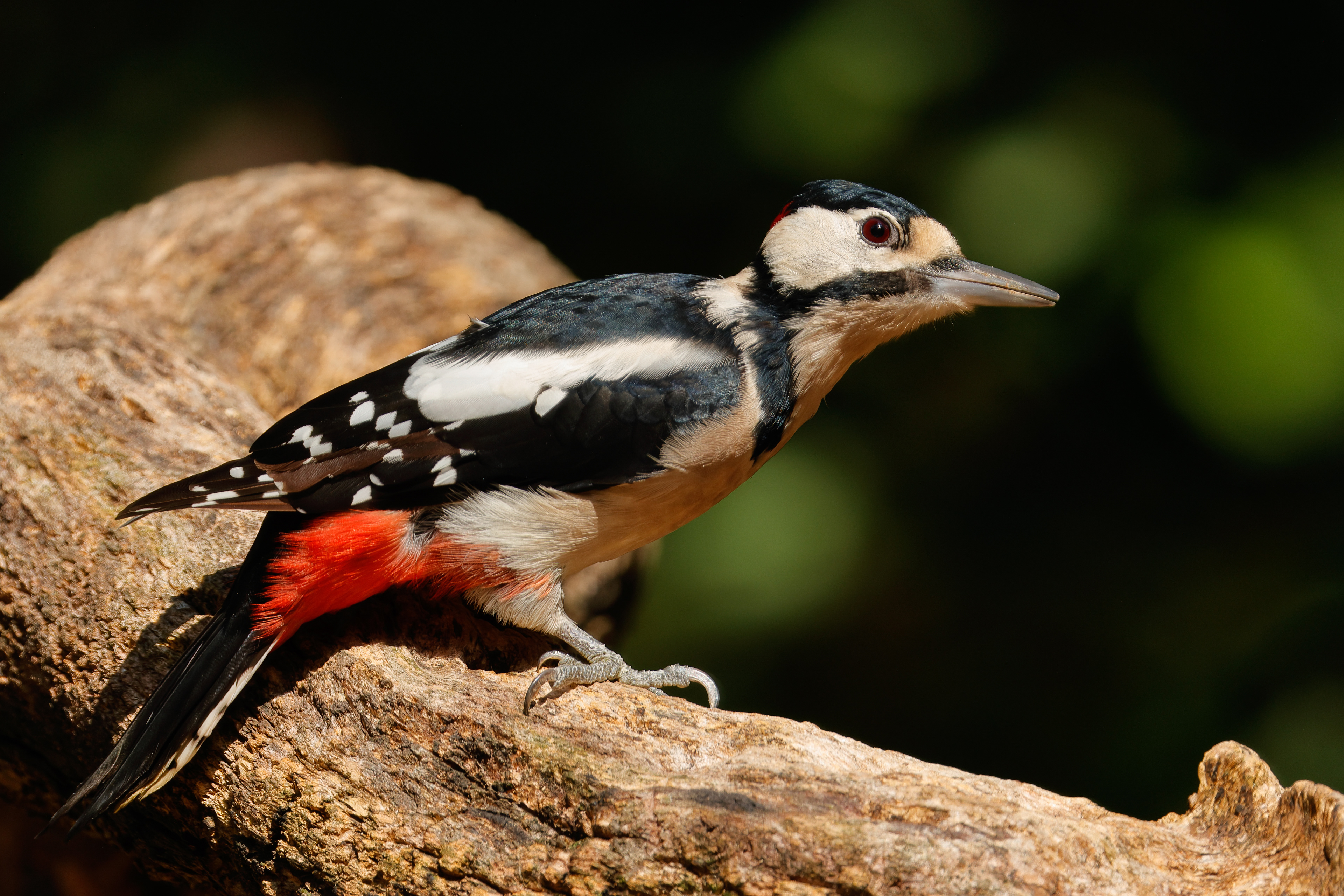 Great spotted woodpecker