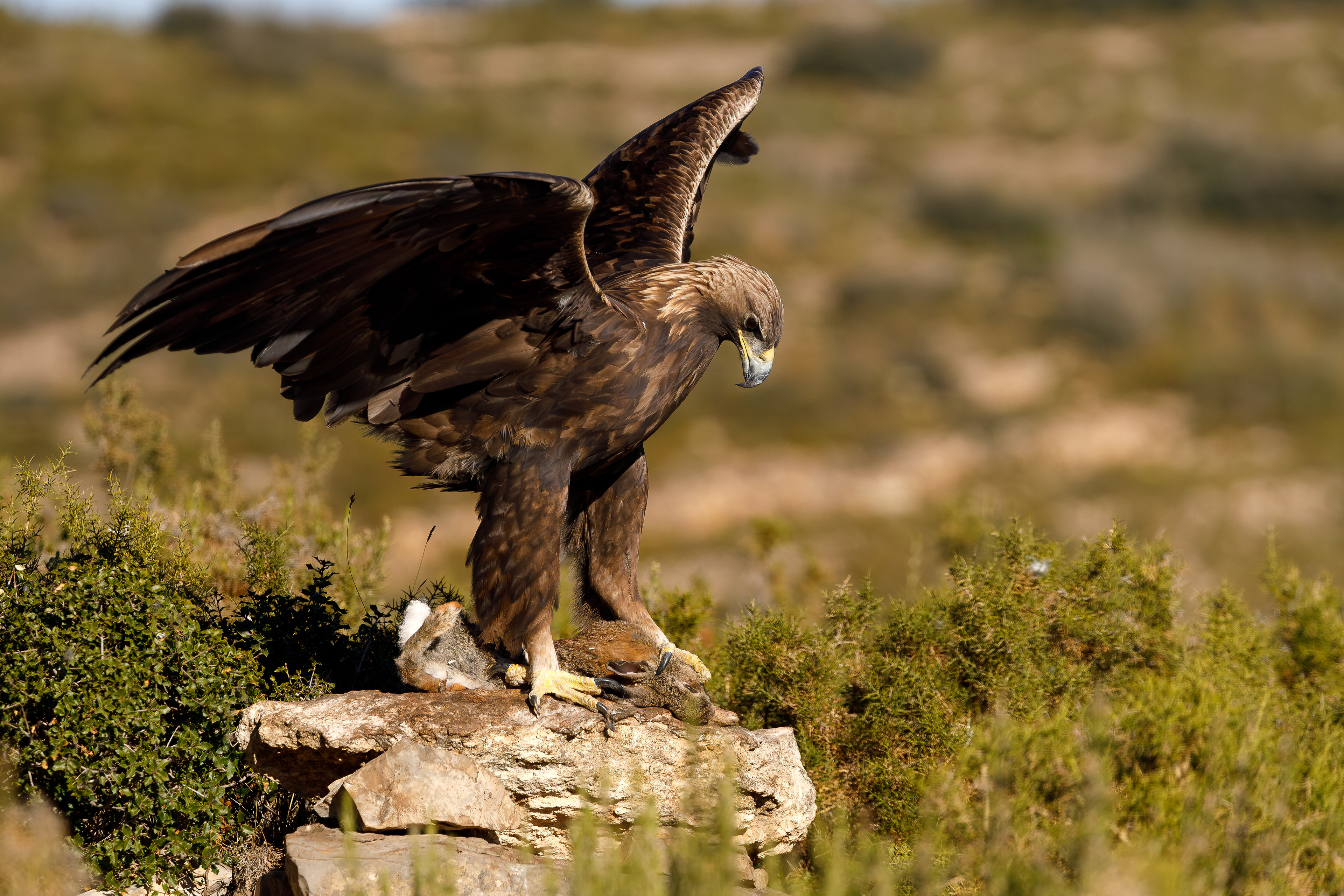 Aquila reale femmina