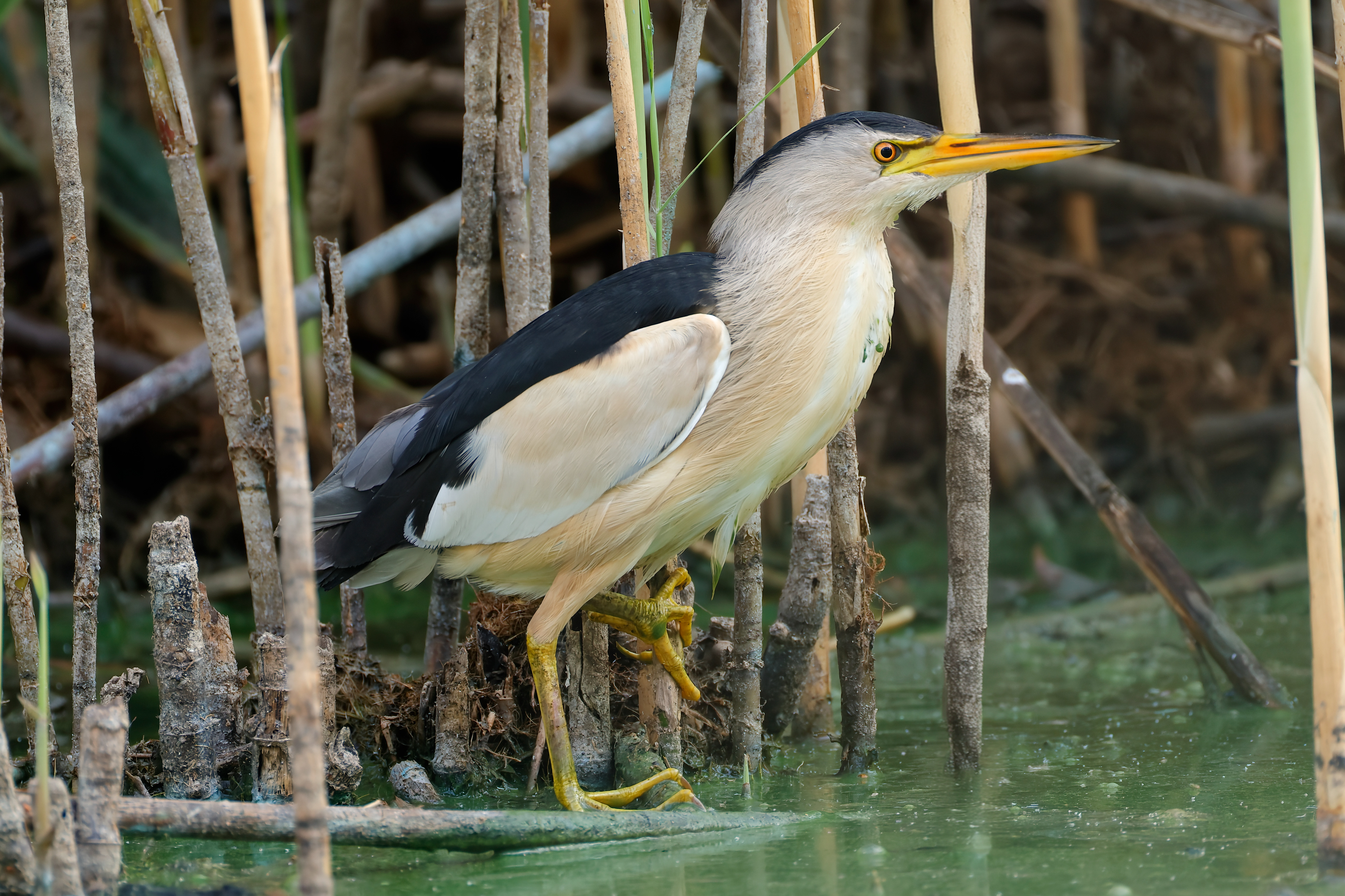 Little bittern