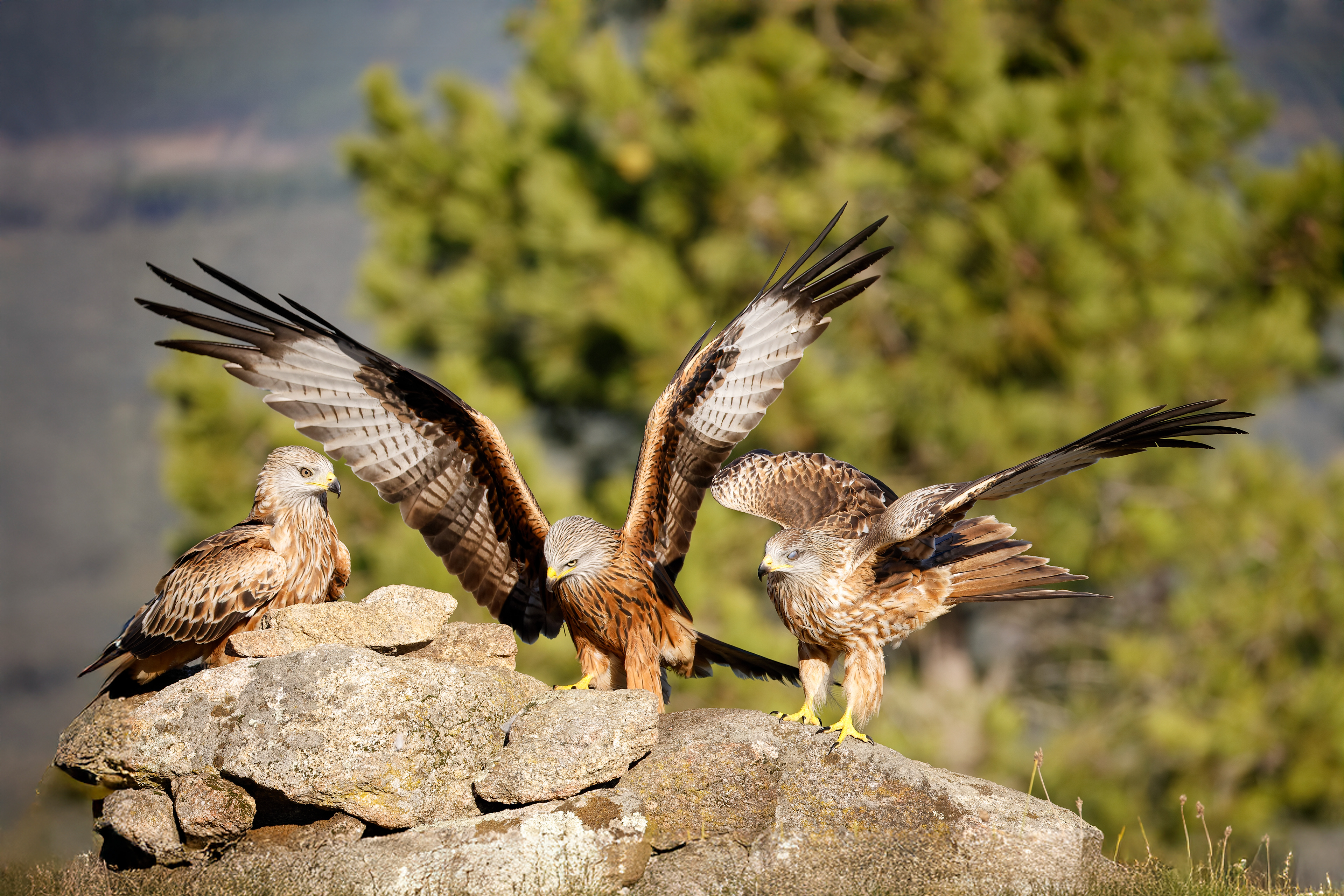 Nibbio reale adulto e giovani