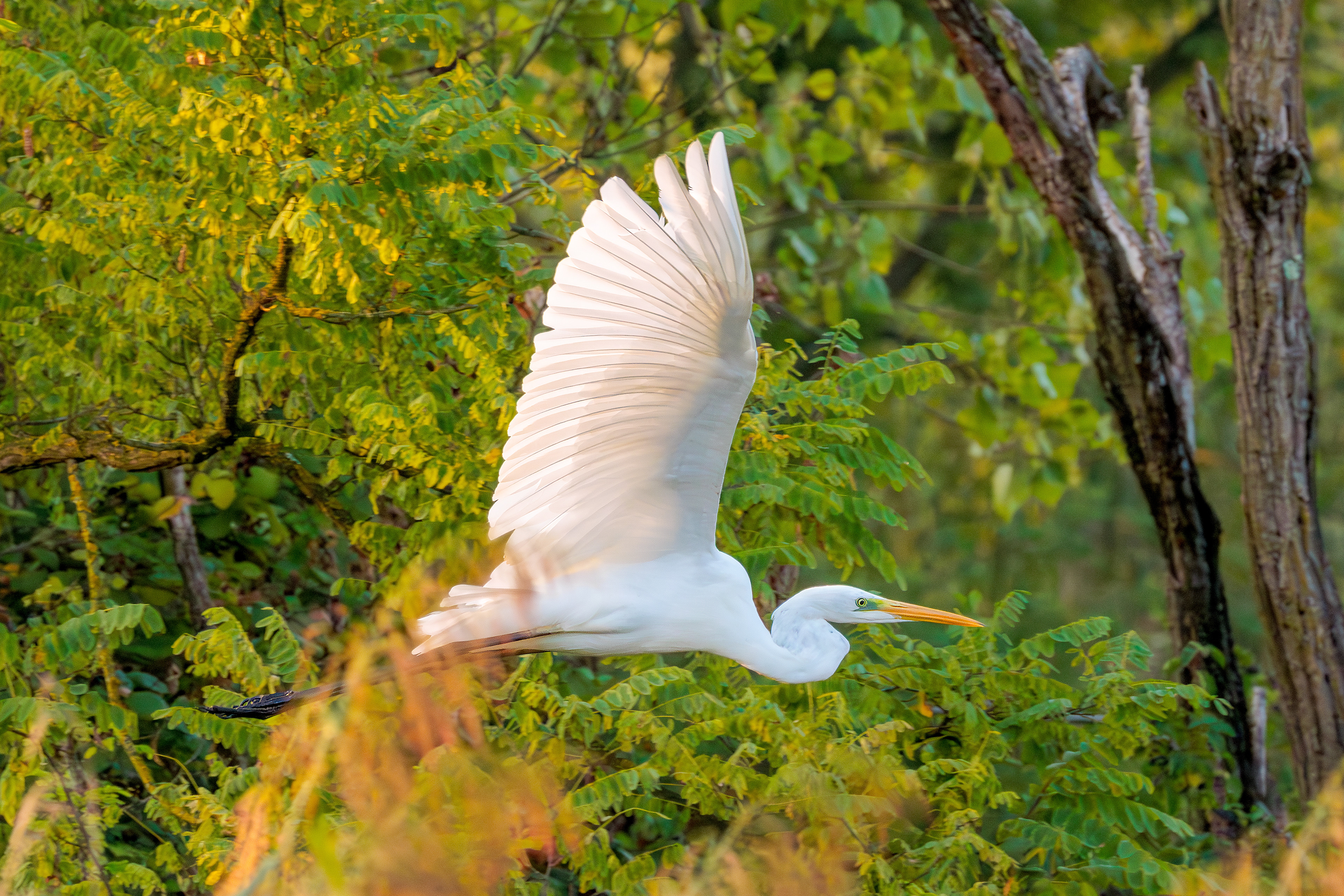 White heron