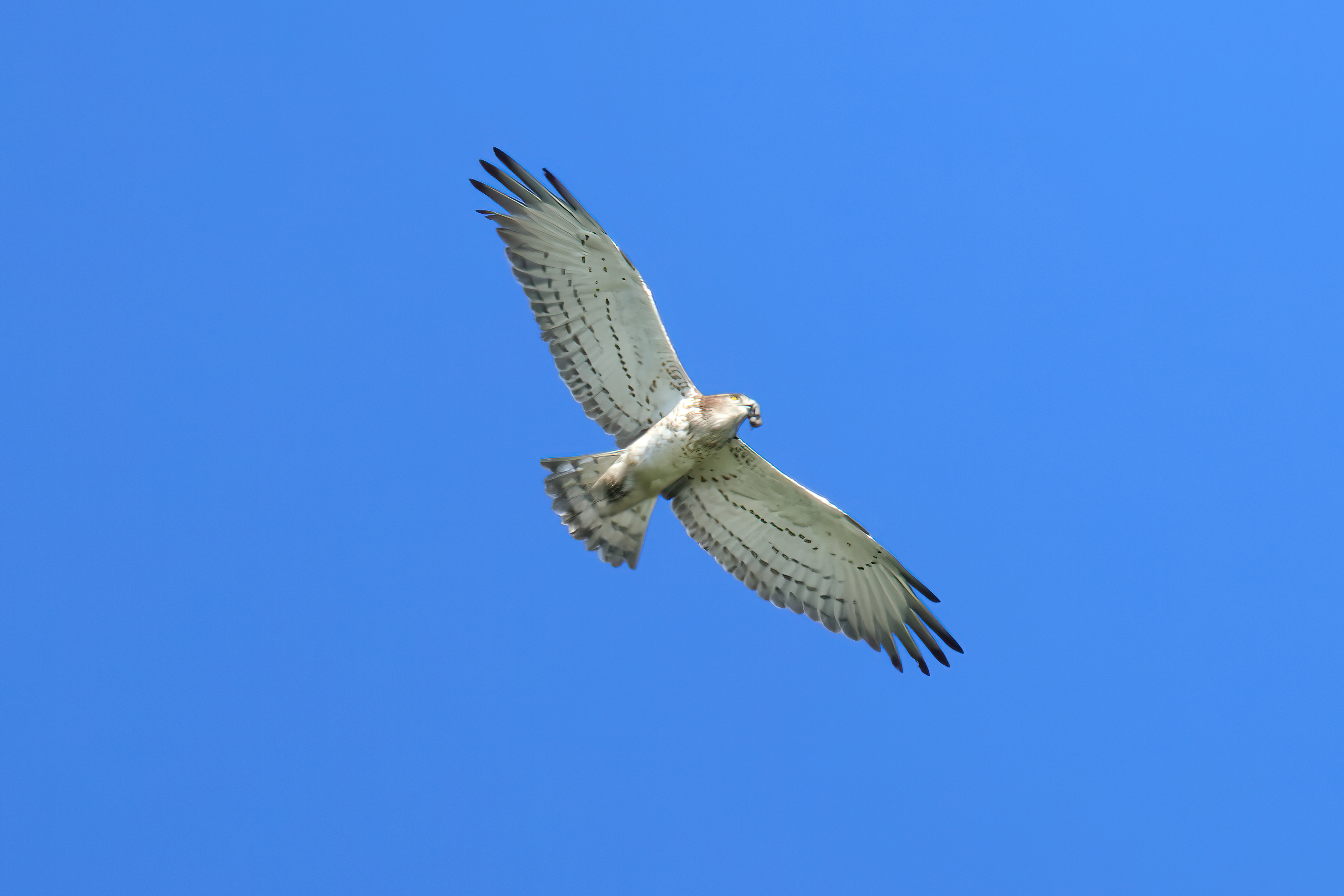 Short-toed snake eagle