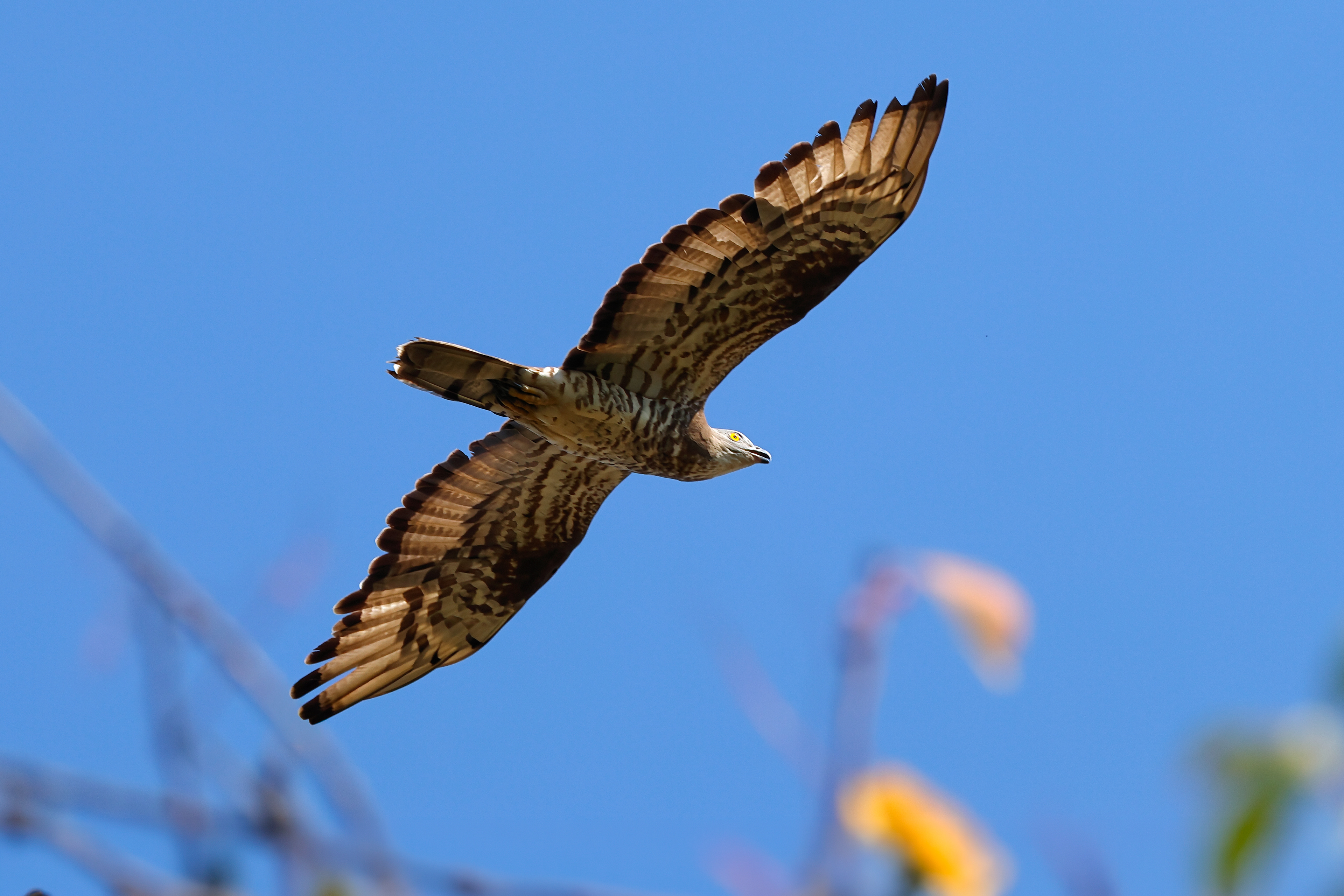 Falco pecchiaiolo