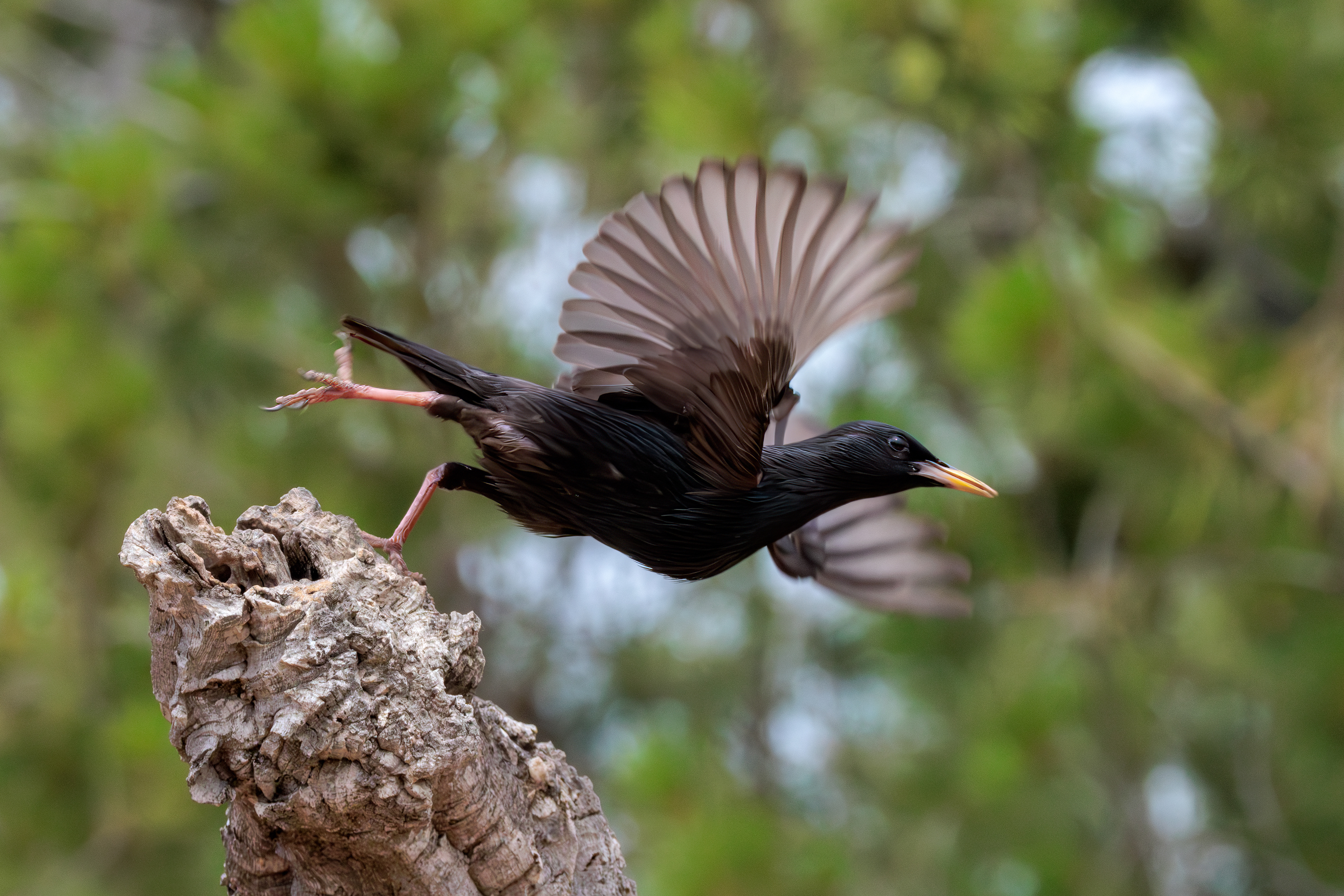Spotless starling