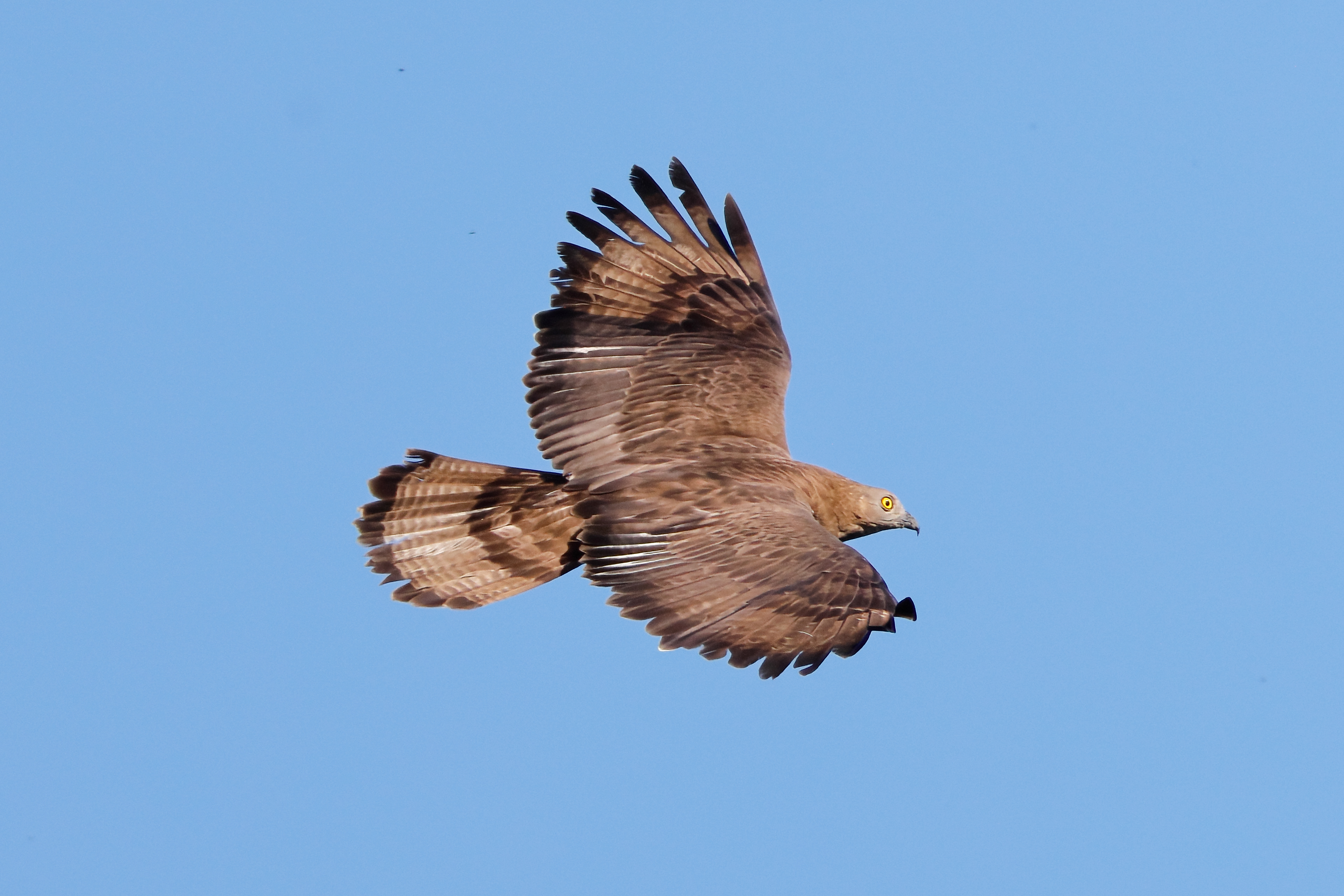 European honey buzzard