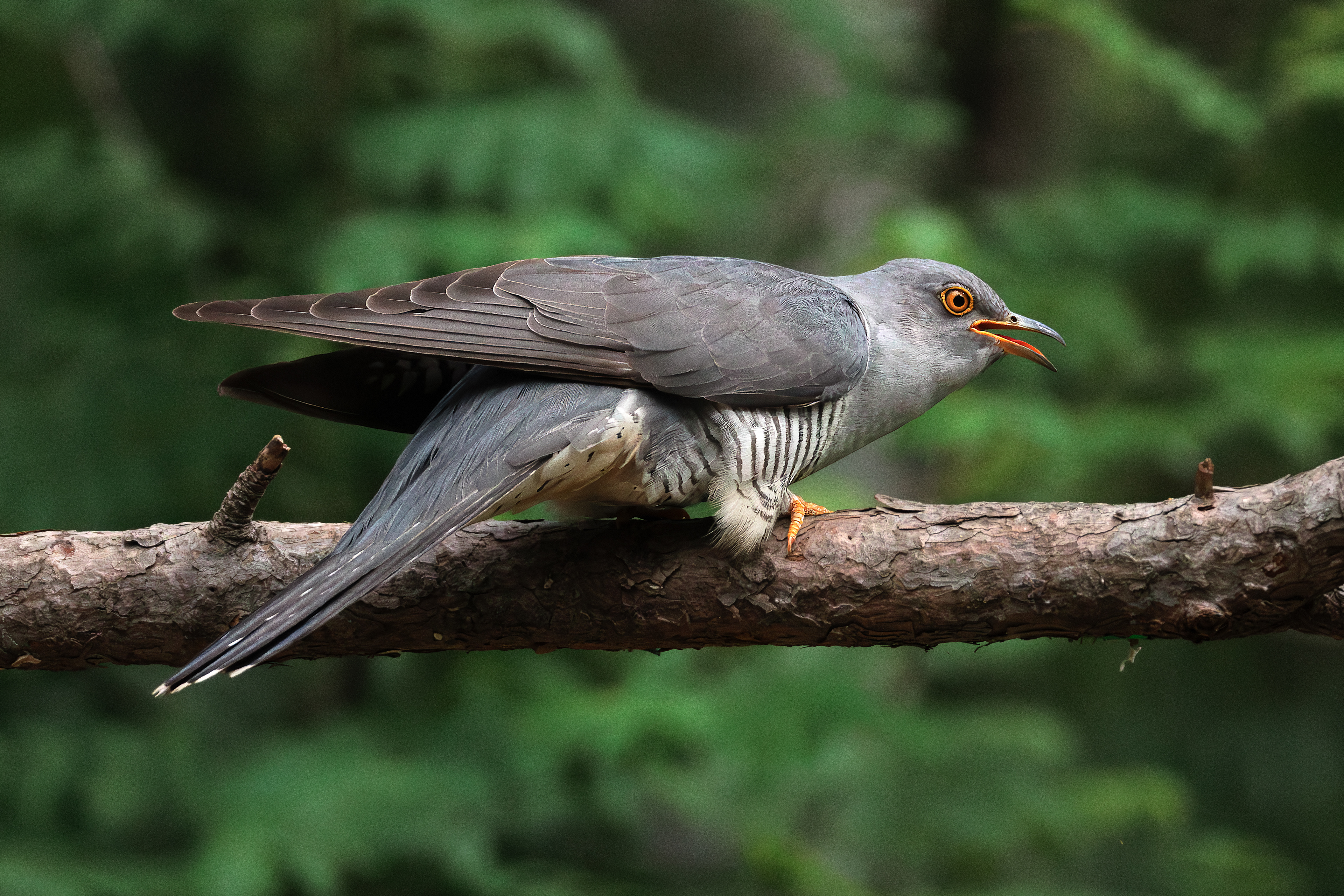 Common cuckoo