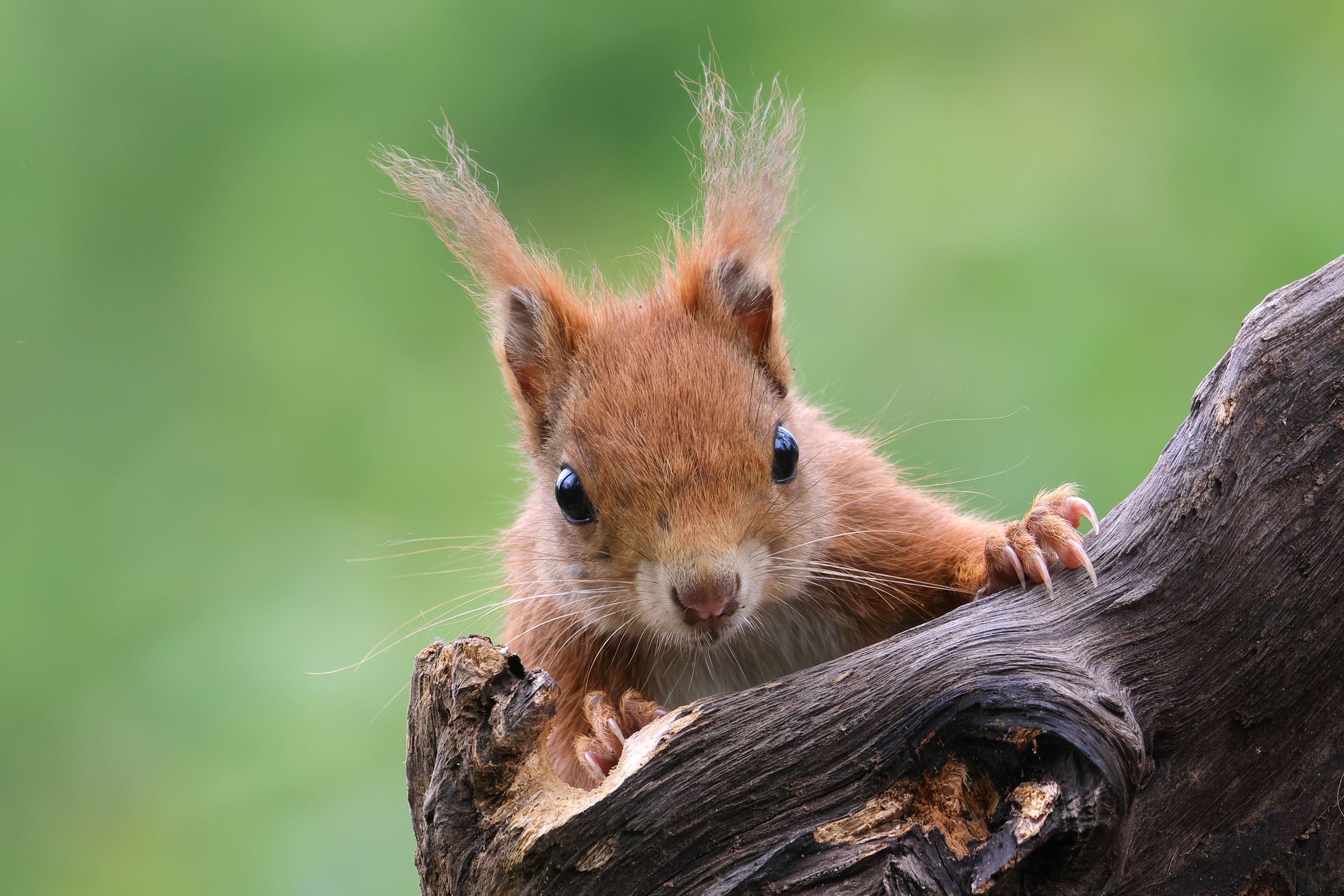 Red squirrel